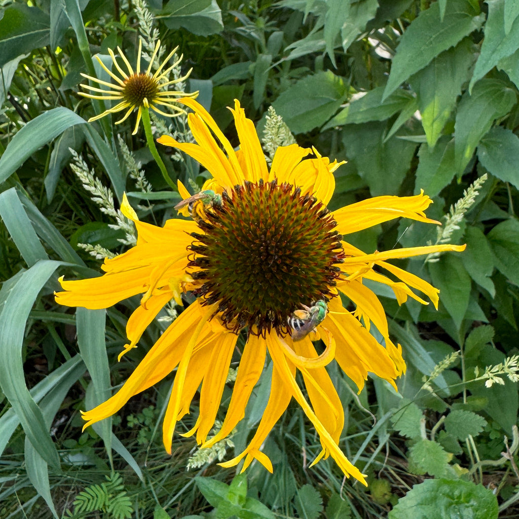 Bush's Coneflower (Echinacea Paradoxa)
