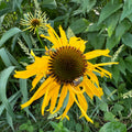 Bush's Coneflower (Echinacea Paradoxa)