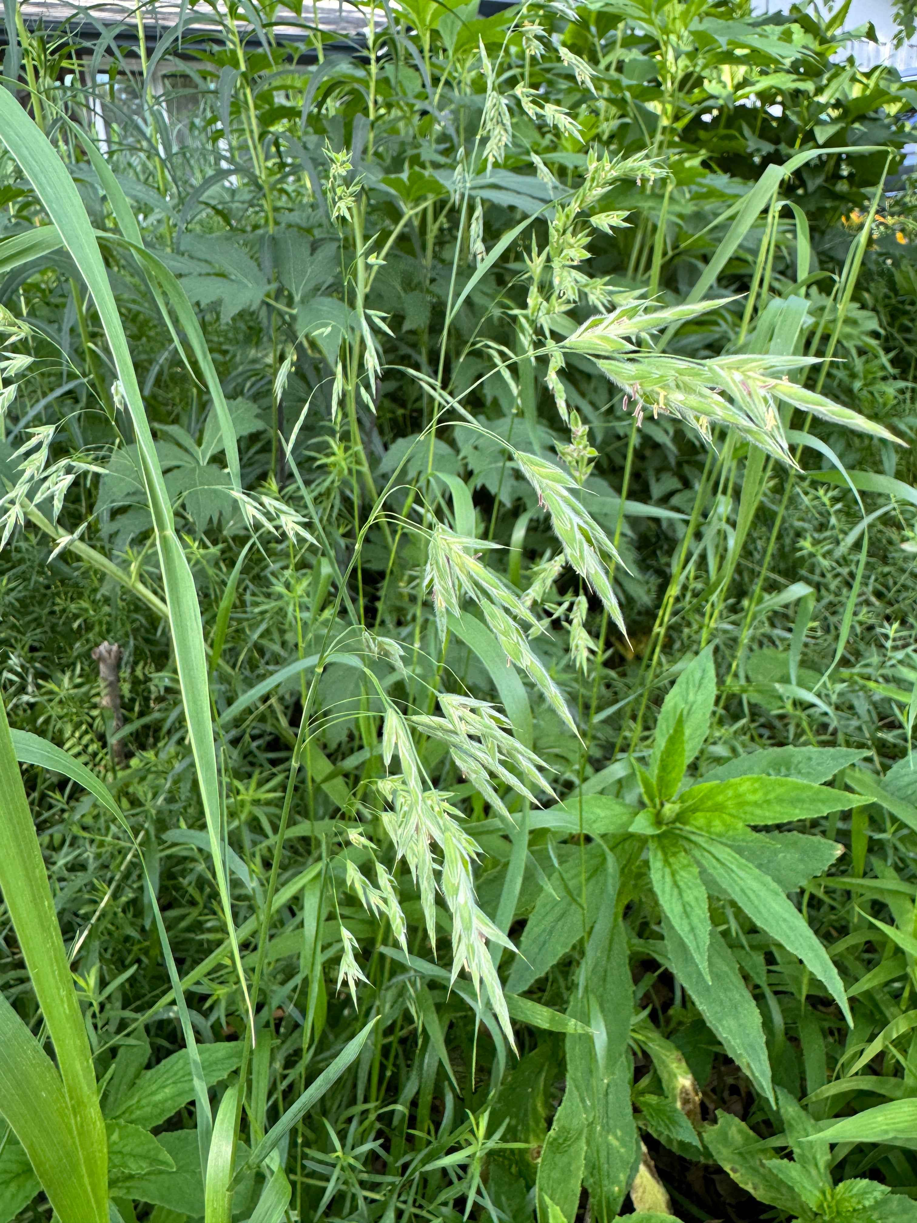 Prairie Brome (Bromus Kalmii)