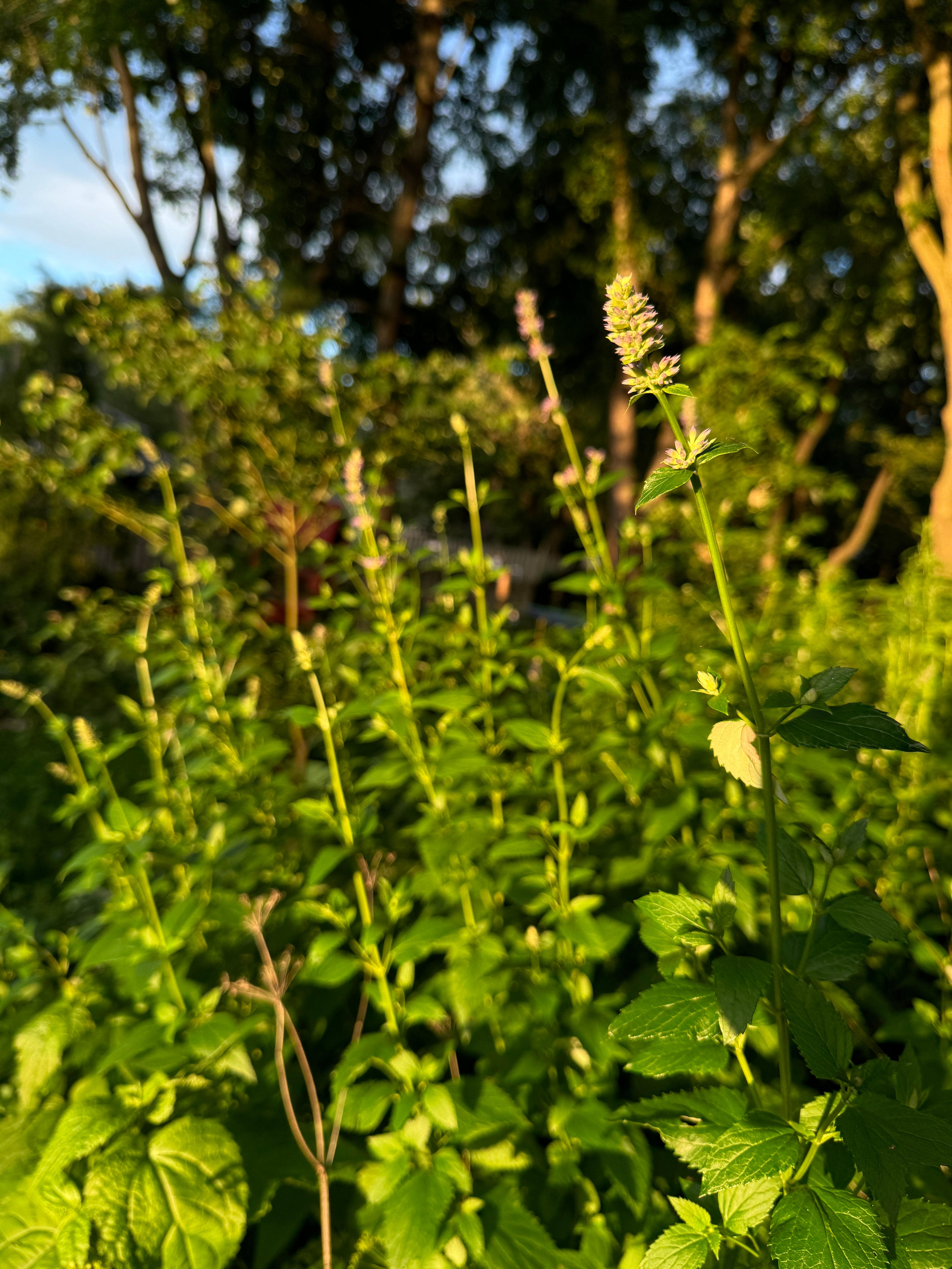 Anise Hyssop (Agastache foeniculum)