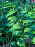 Smooth Solomon's Seal (Polygonatum Biflorum)
