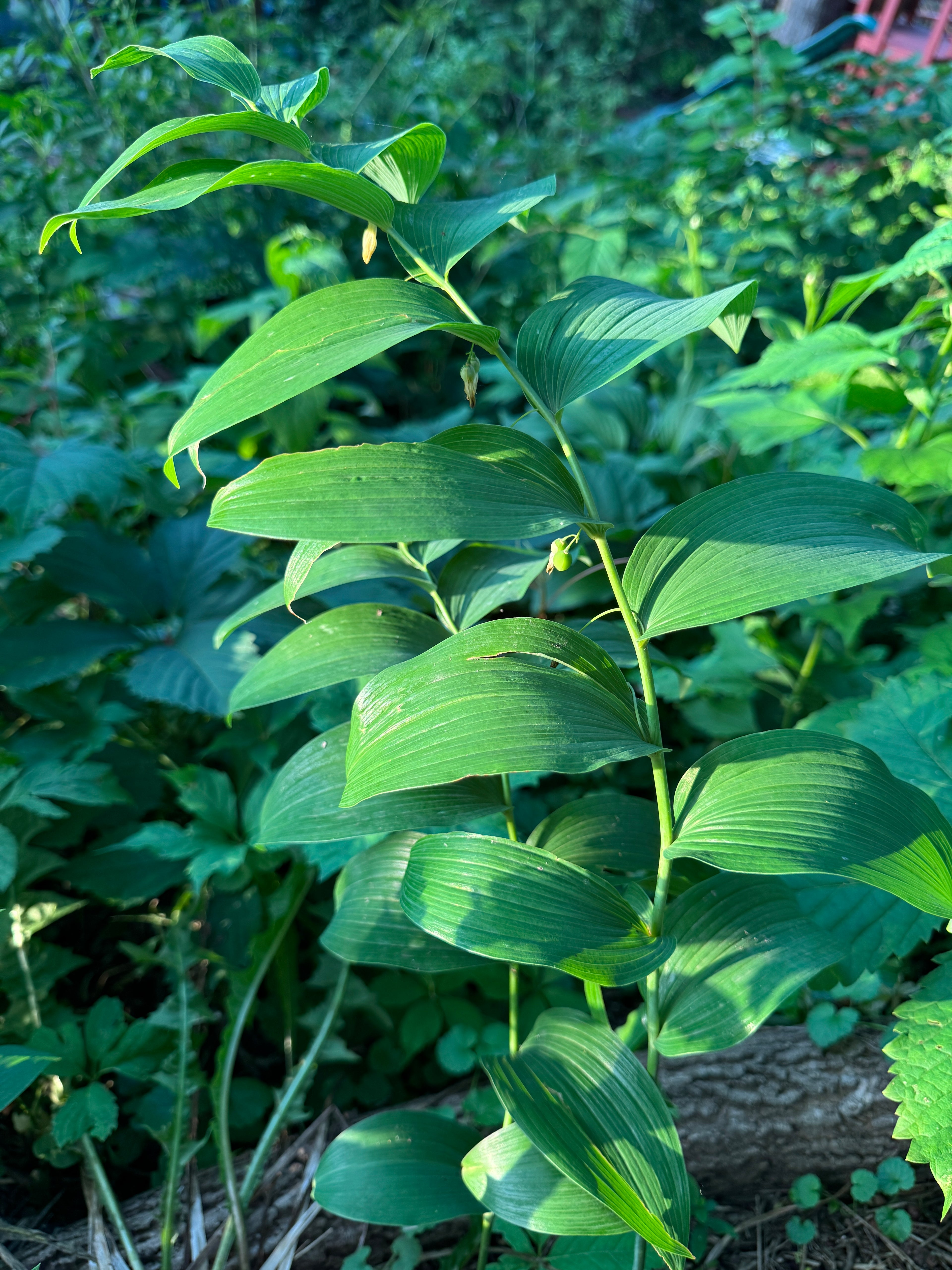 Smooth Solomon's Seal (Polygonatum Biflorum)