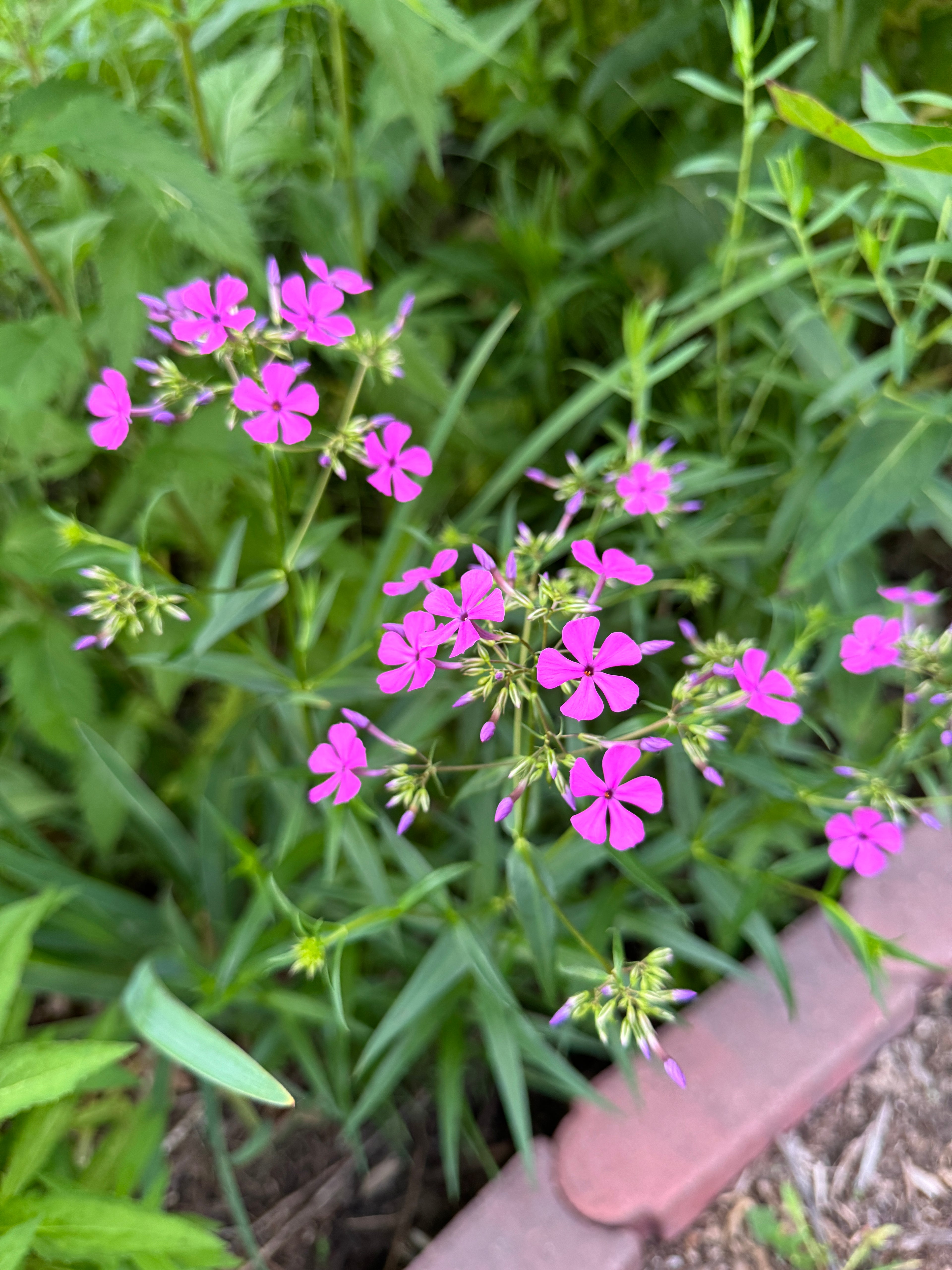 Smooth Phlox (Phlox glaberrima interior)
