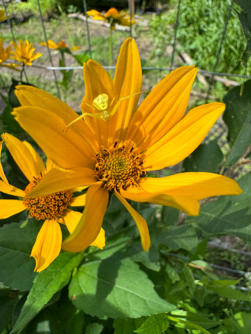 Ox Eye (Heliopsis Helianthoides)
