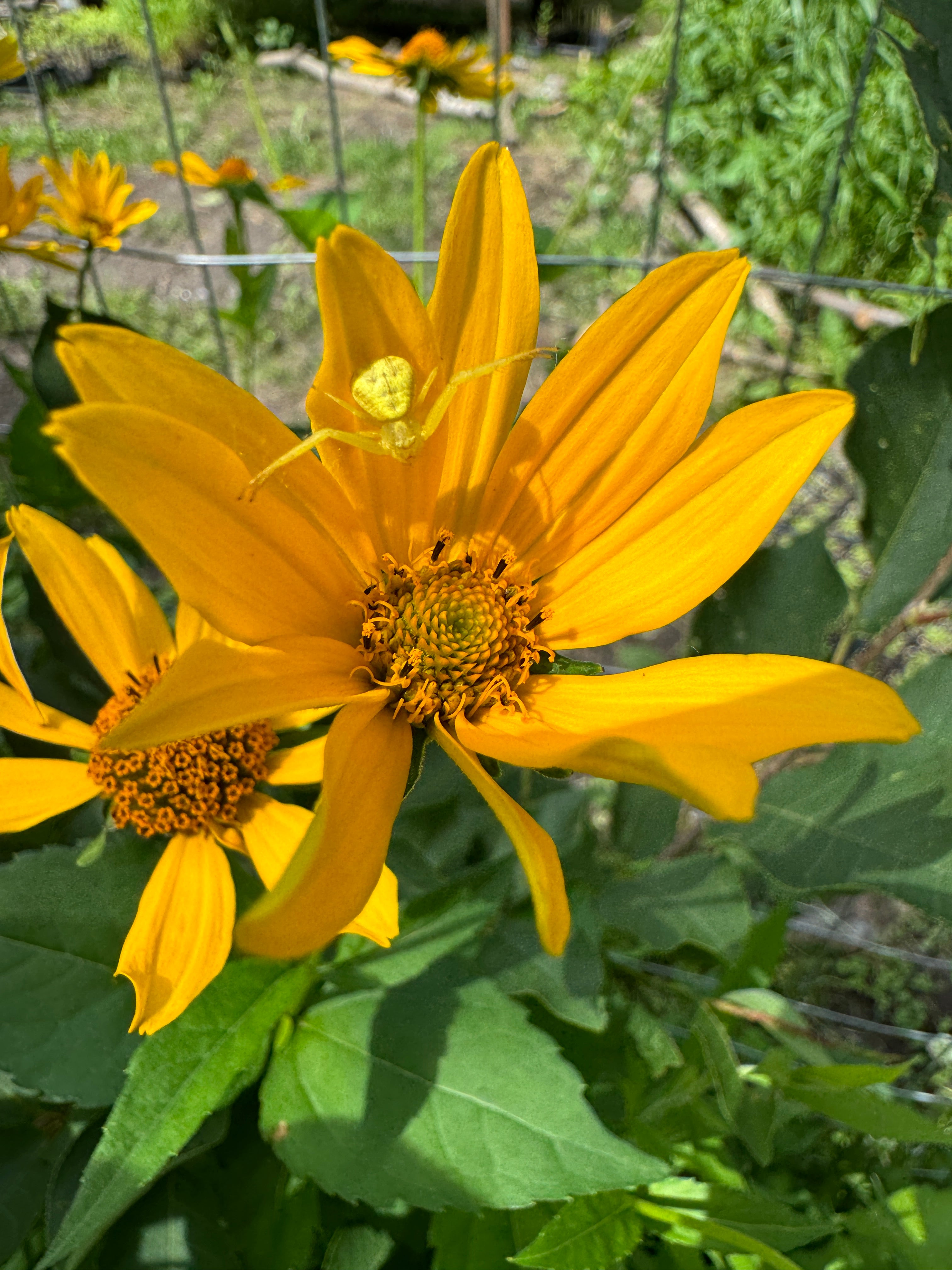 Ox Eye (Heliopsis Helianthoides)