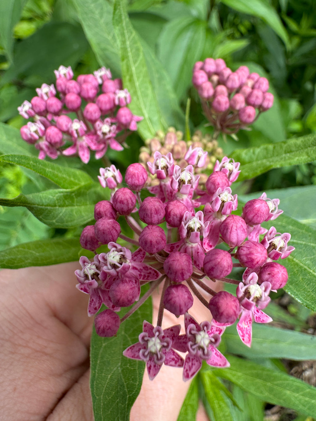 Swamp Milkweed (Asclepias Incarnata)