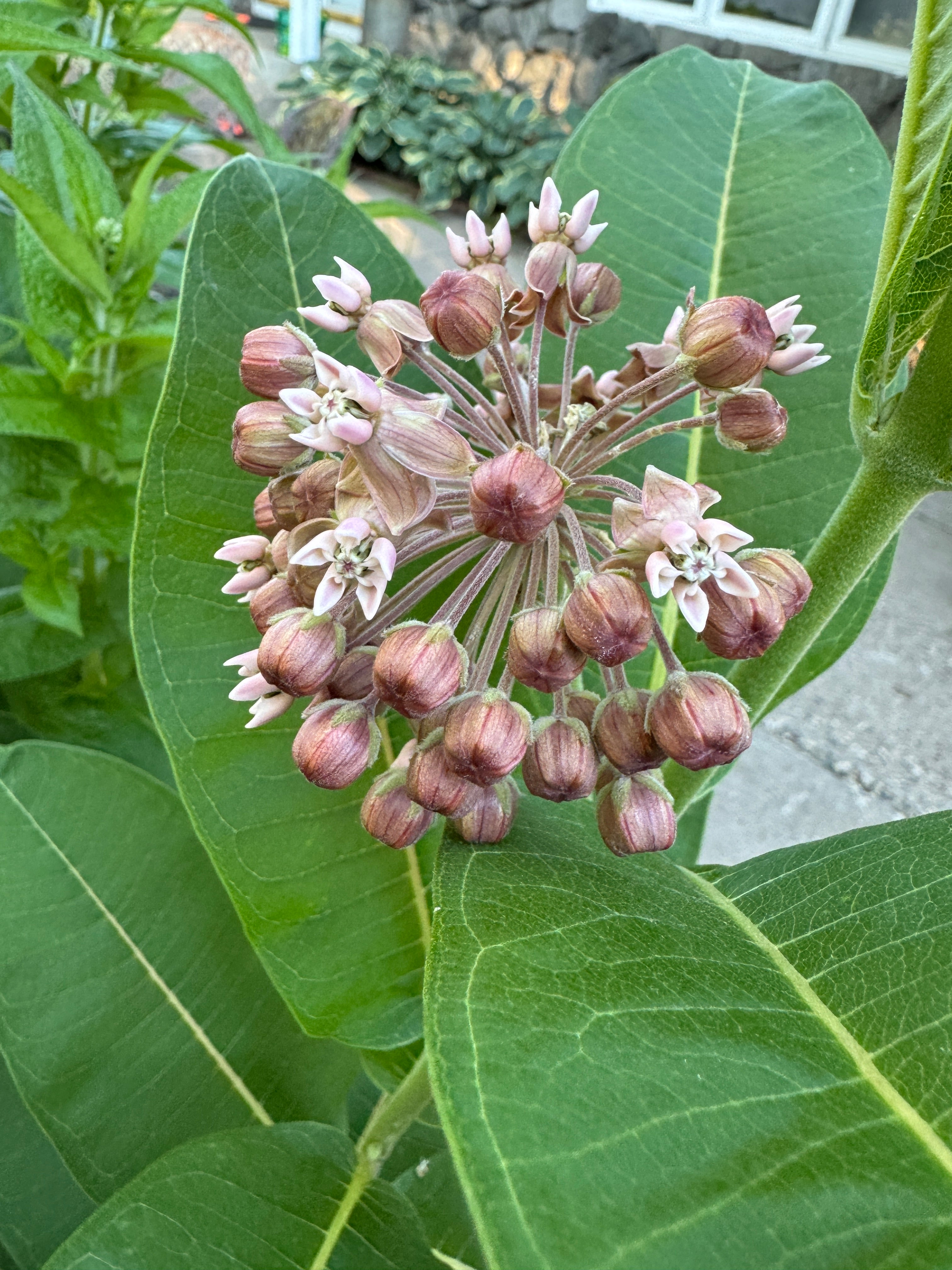Common Milkweed (Asclepias Syriaca)