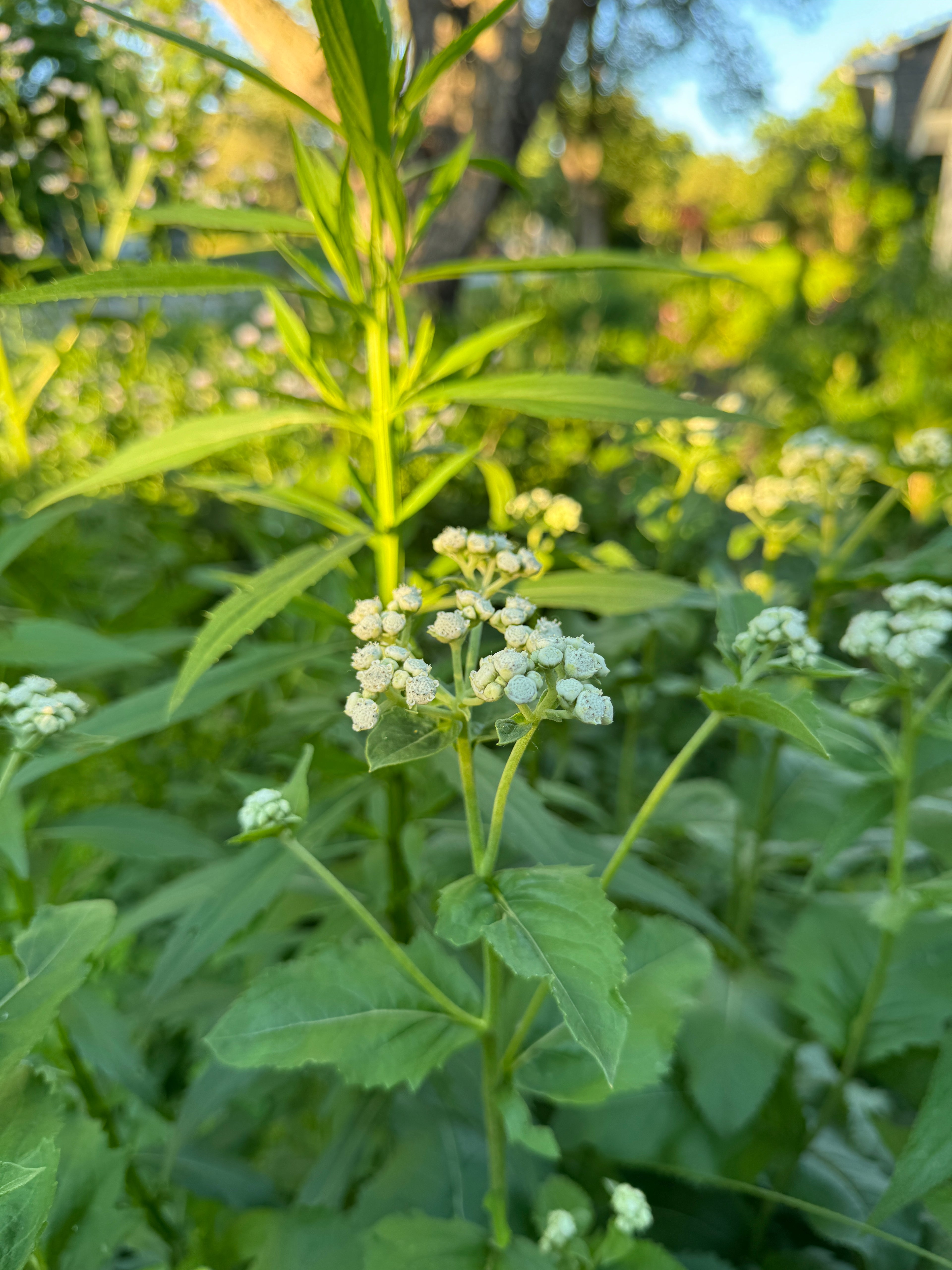 Wild Quinine (Parthenium Integrifolium)