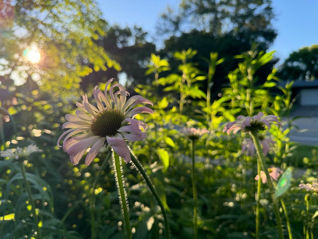 Pale Purple Coneflower (Echinacea Pallida)