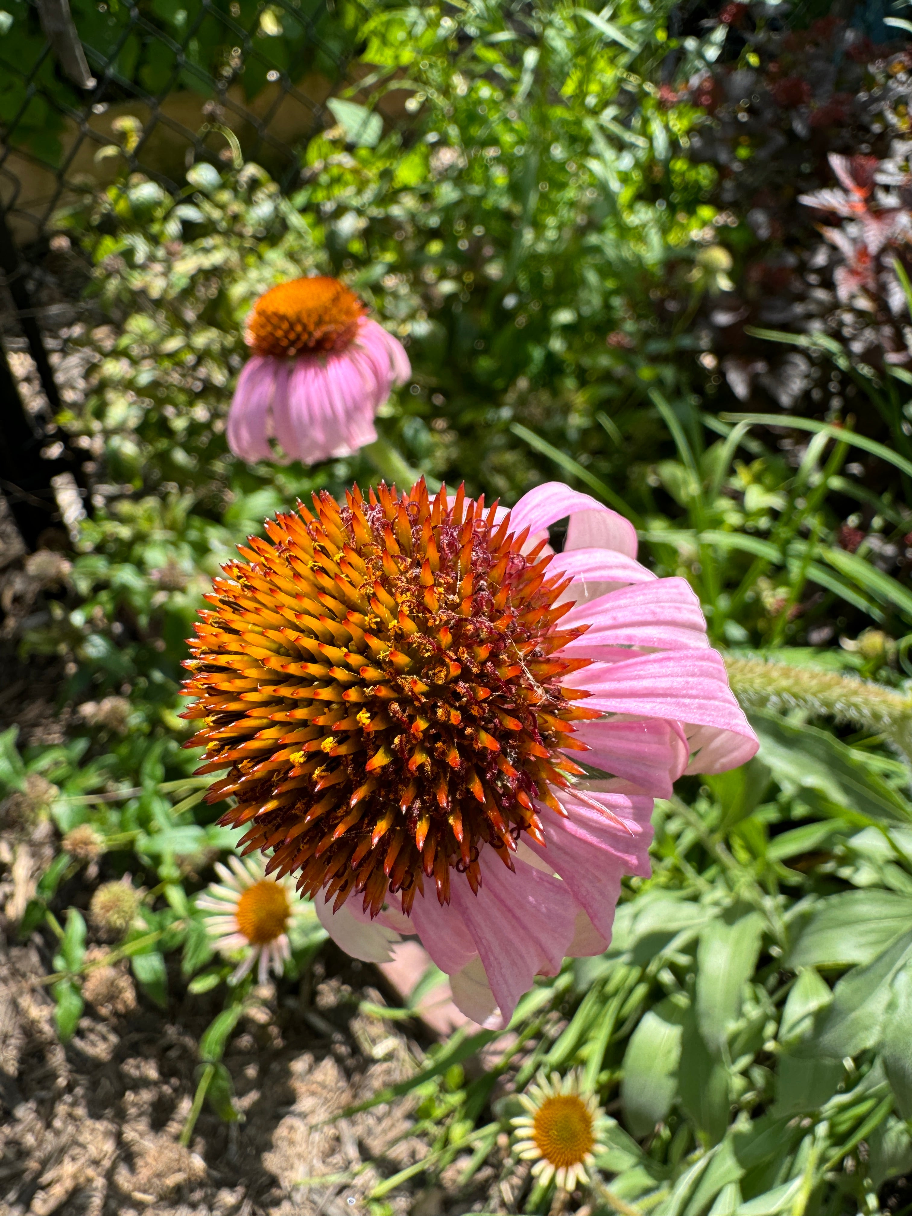 Narrow-leaved Purple Coneflower (Echinacea Angustifolia)