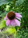 Narrow-leaved Purple Coneflower (Echinacea Angustifolia)