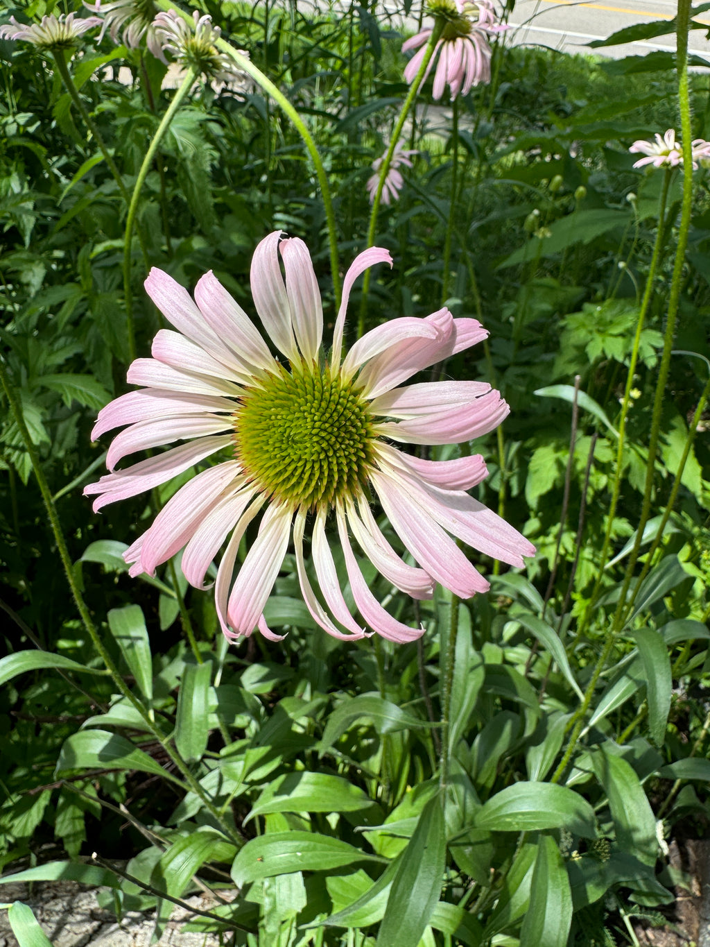 Pale Purple Coneflower (Echinacea Pallida)