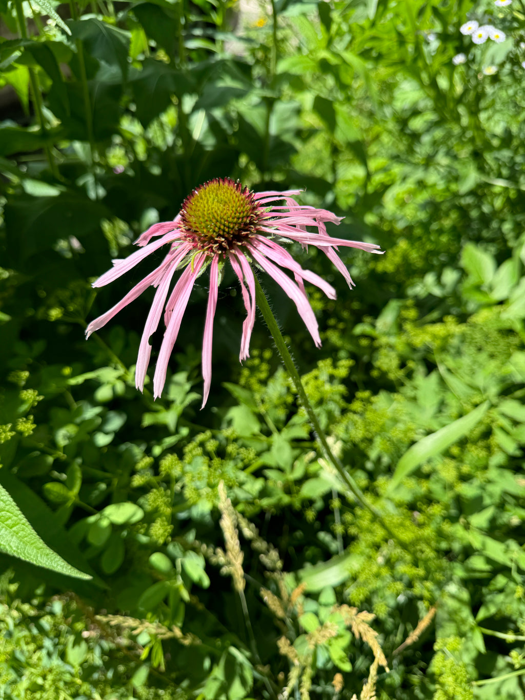 Pale Purple Coneflower (Echinacea Pallida)