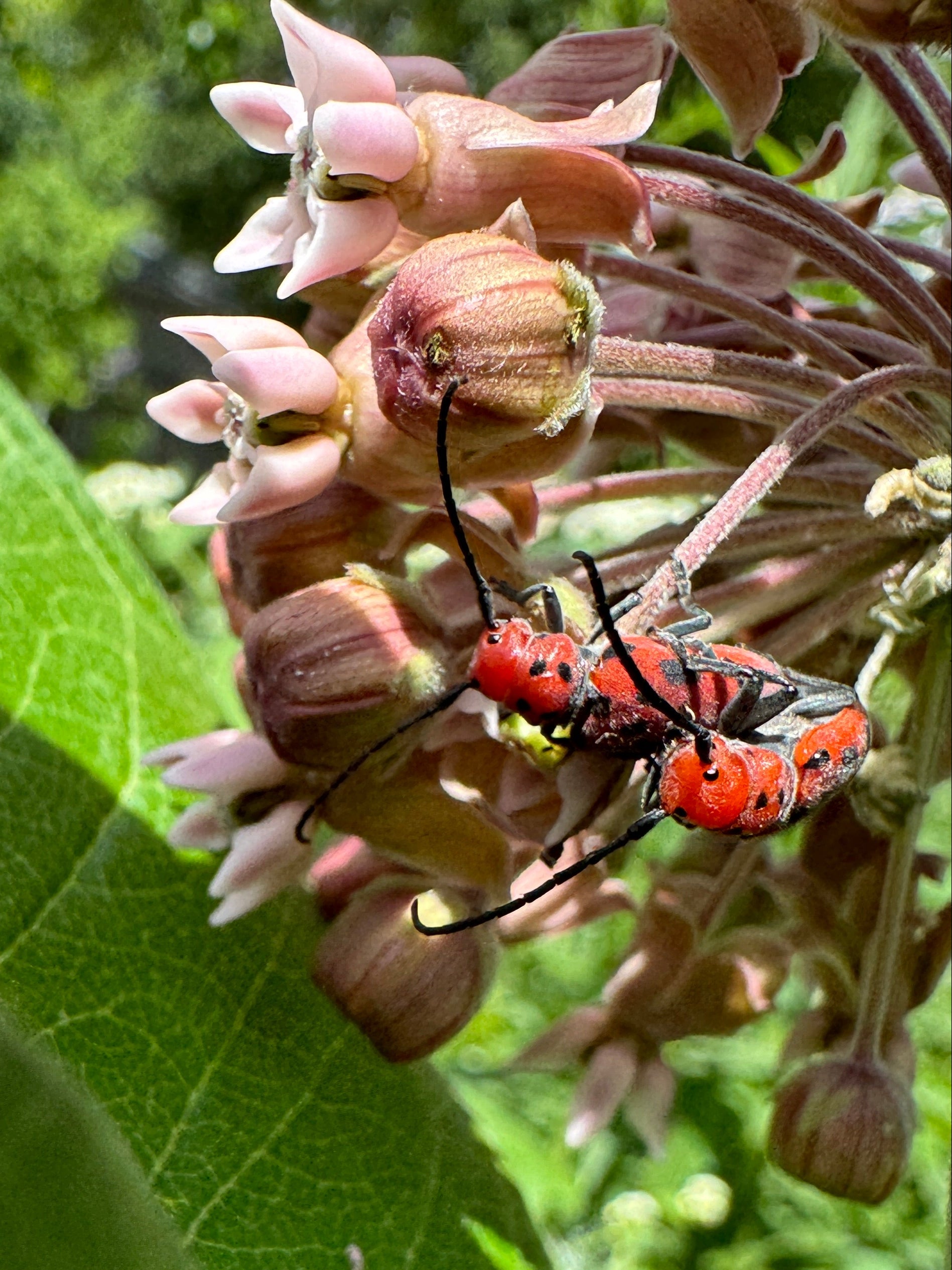 Common Milkweed (Asclepias Syriaca)