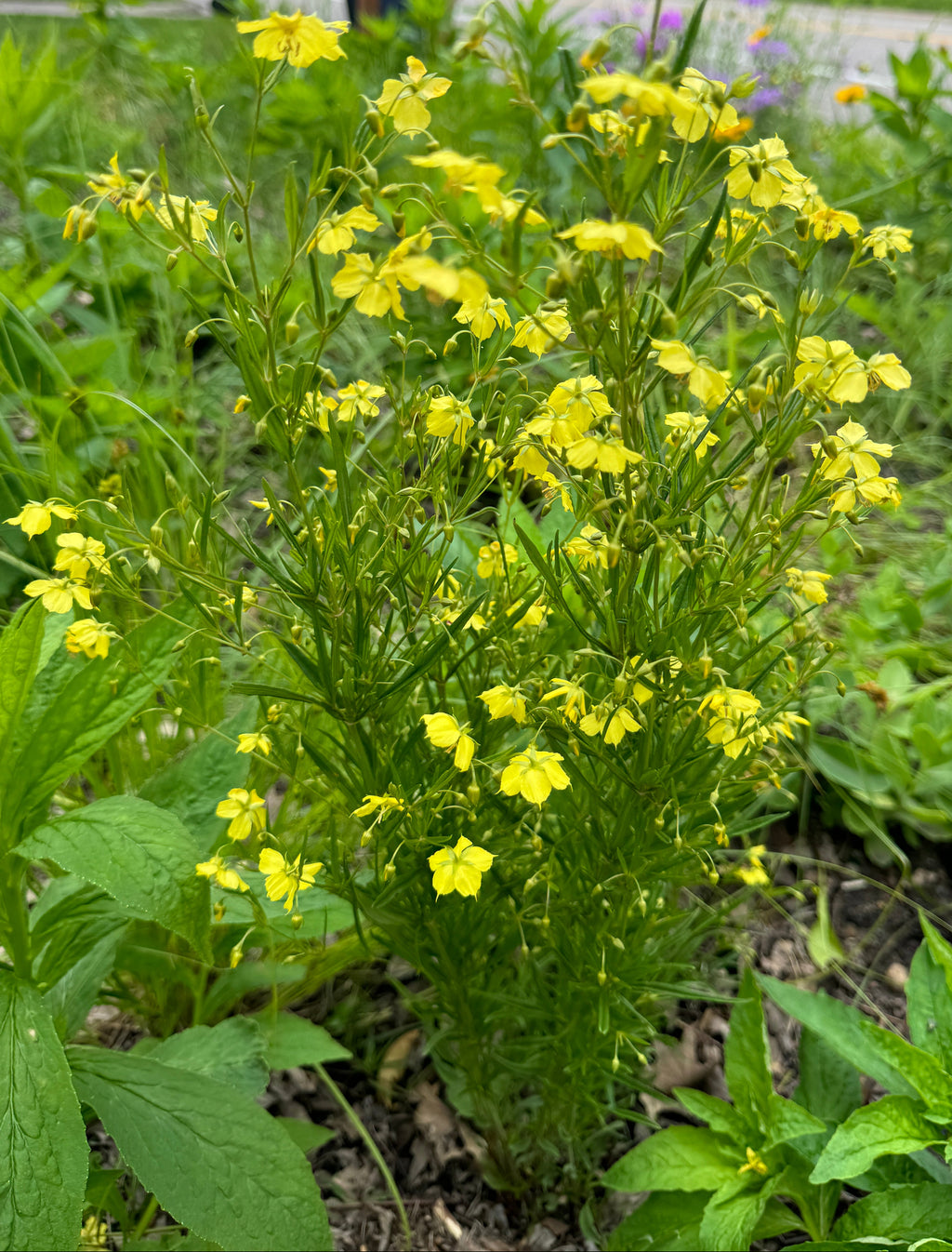 Prairie Loosestrife (Lysimachia Quadriflora)