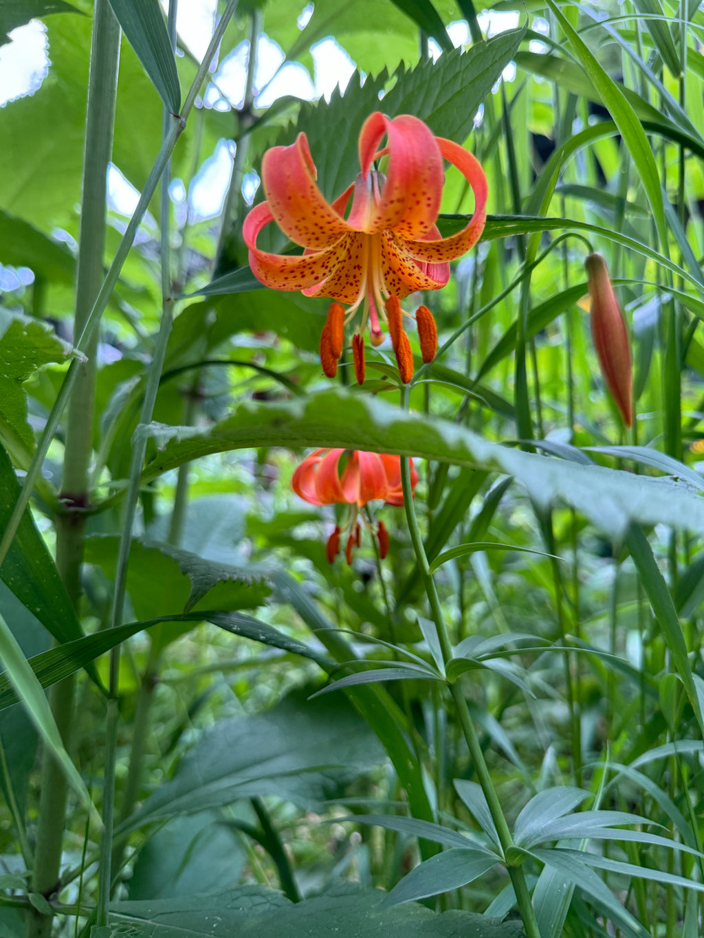 Michigan Lily (Lilium Michiganense)