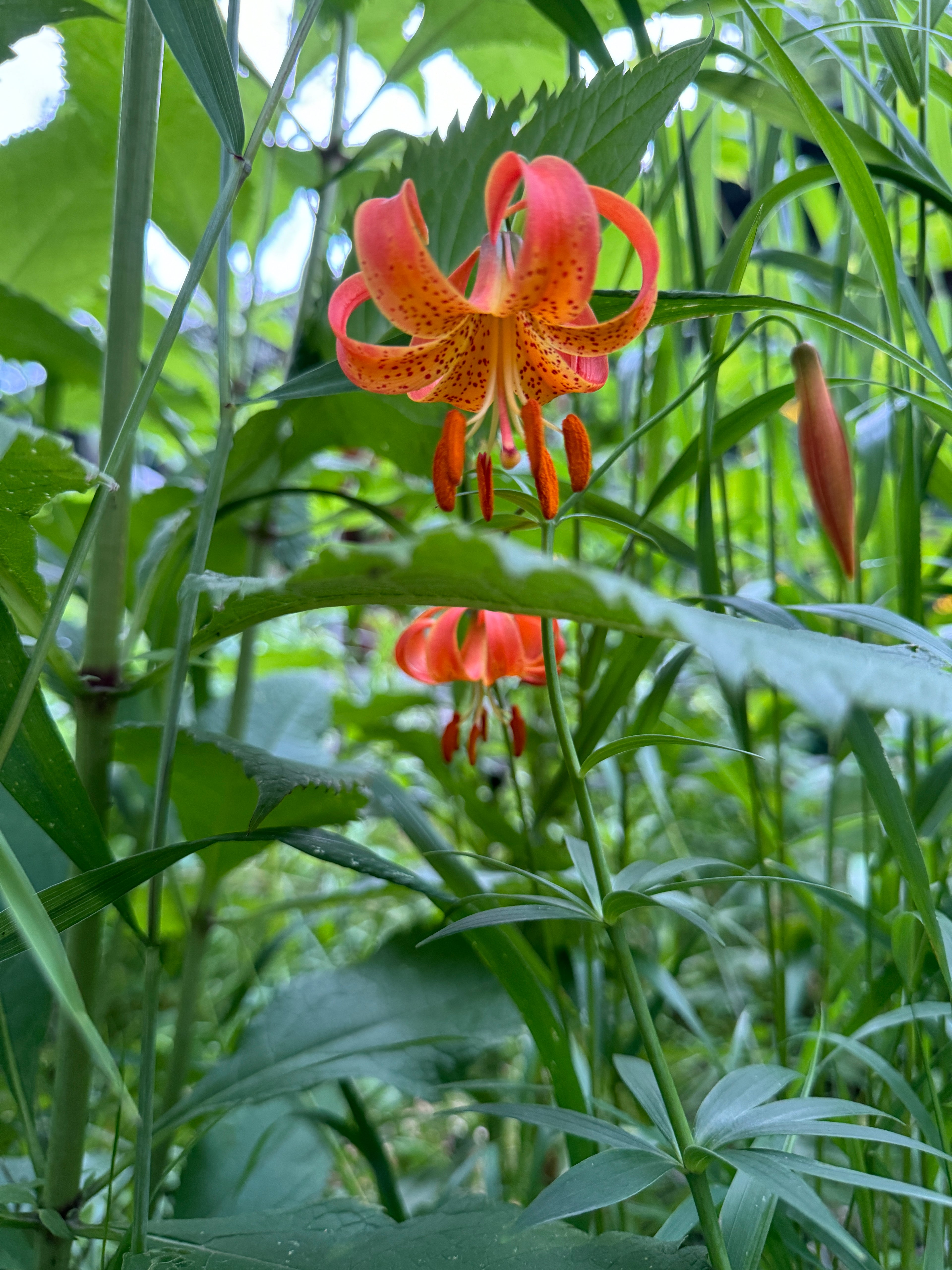 Michigan Lily (Lilium Michiganense)