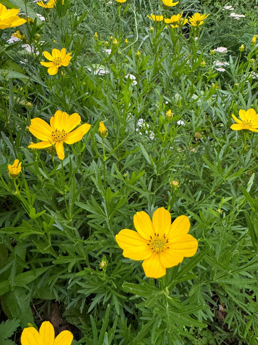 Prairie Coreopsis (Coreopsis Palmata)