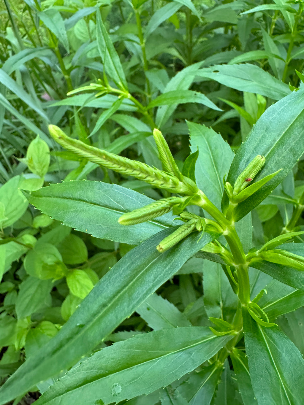 Obedient Plant (Physostegia Virginiana)
