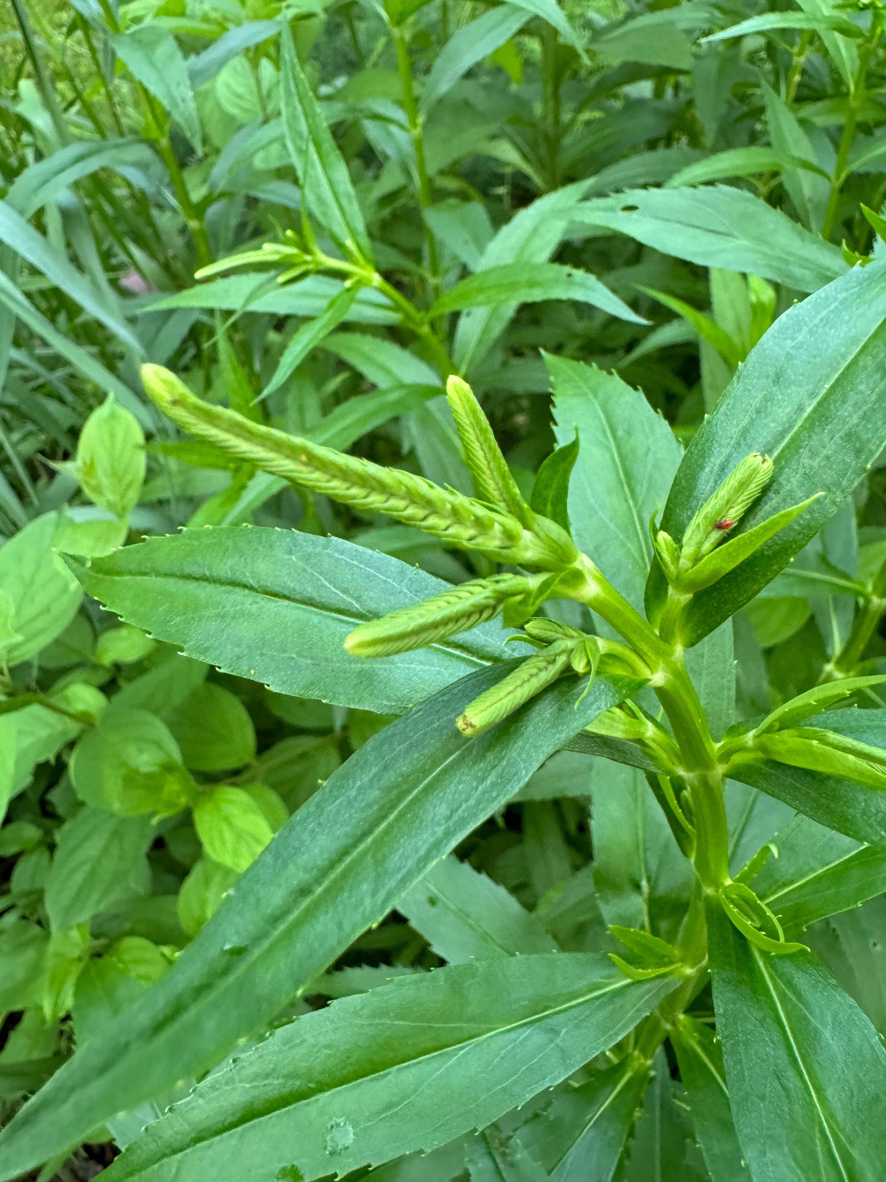 Obedient Plant (Physostegia Virginiana)
