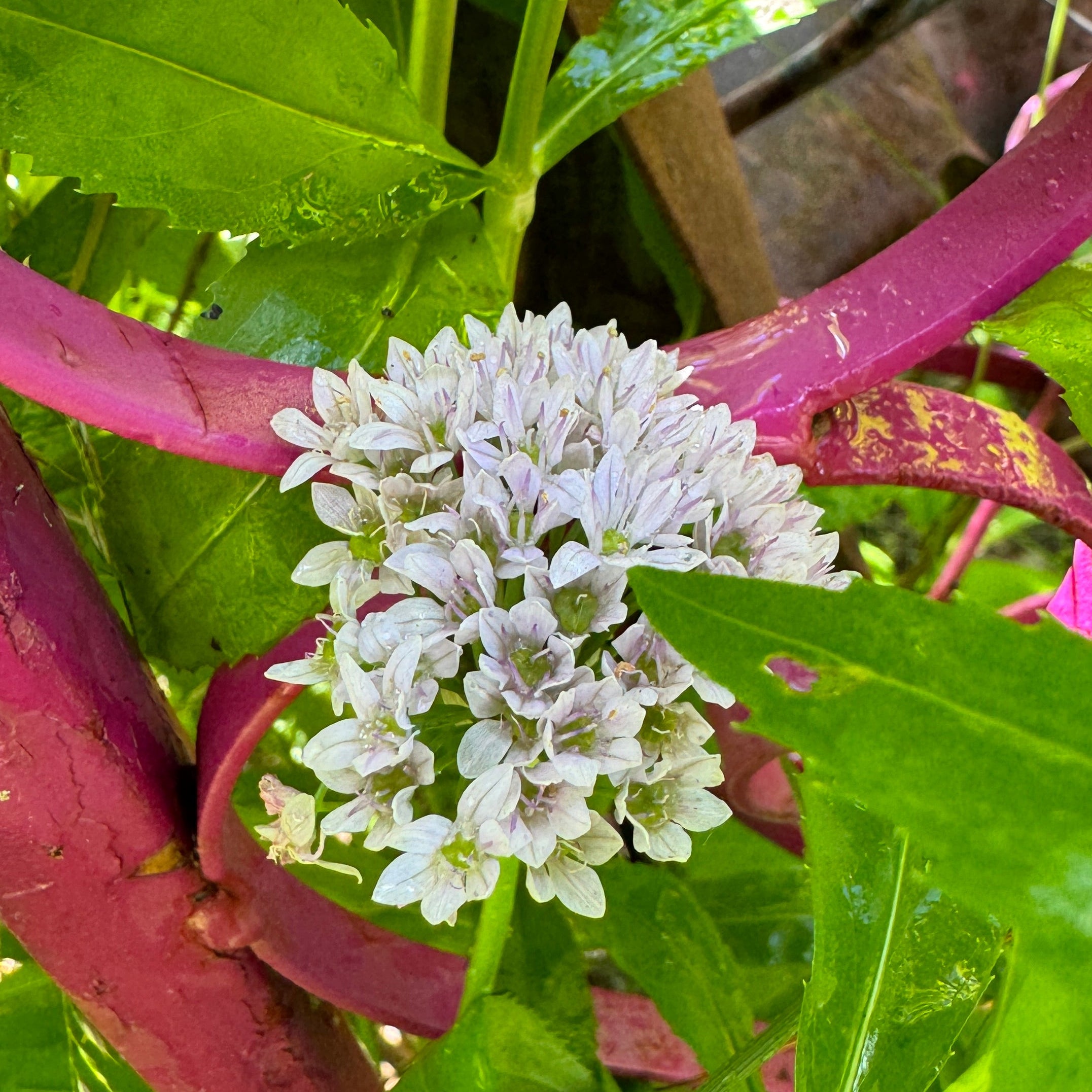 Wild Garlic (Allium canadense)