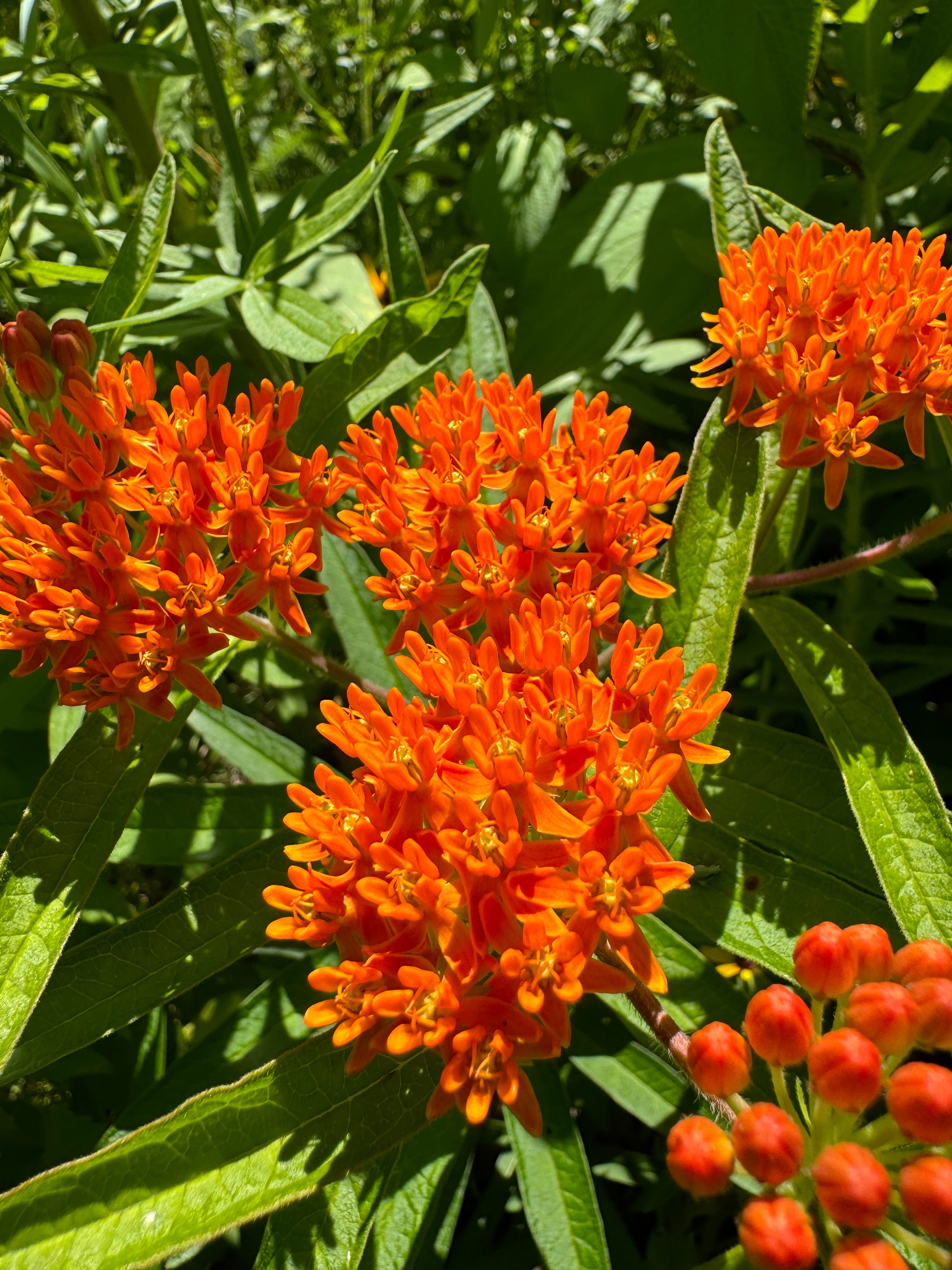 Butterfly Milkweed (Asclepias Tuberosa)