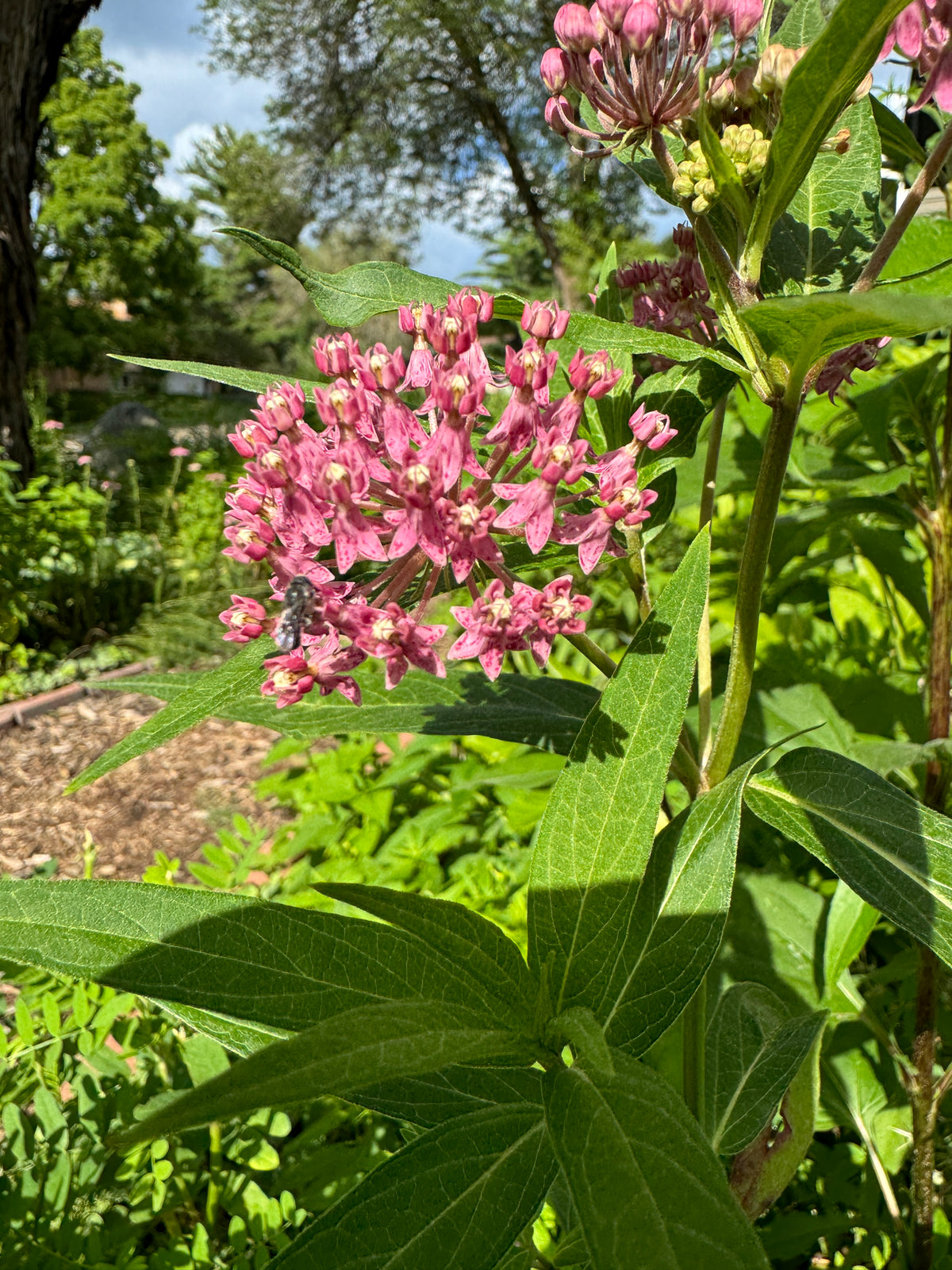 Swamp Milkweed (Asclepias Incarnata)
