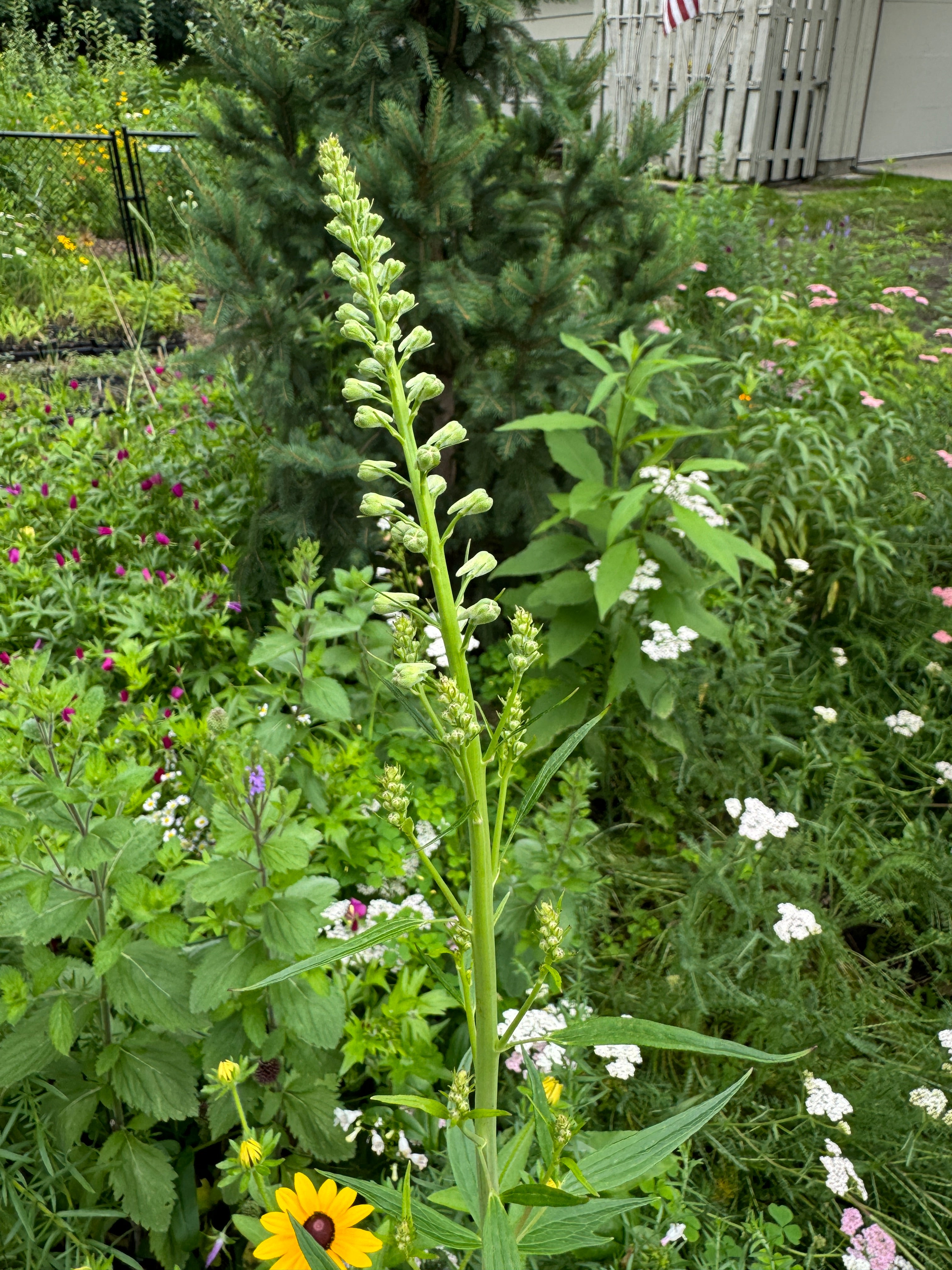 Tall Larkspur (Delphinium Exaltatum)