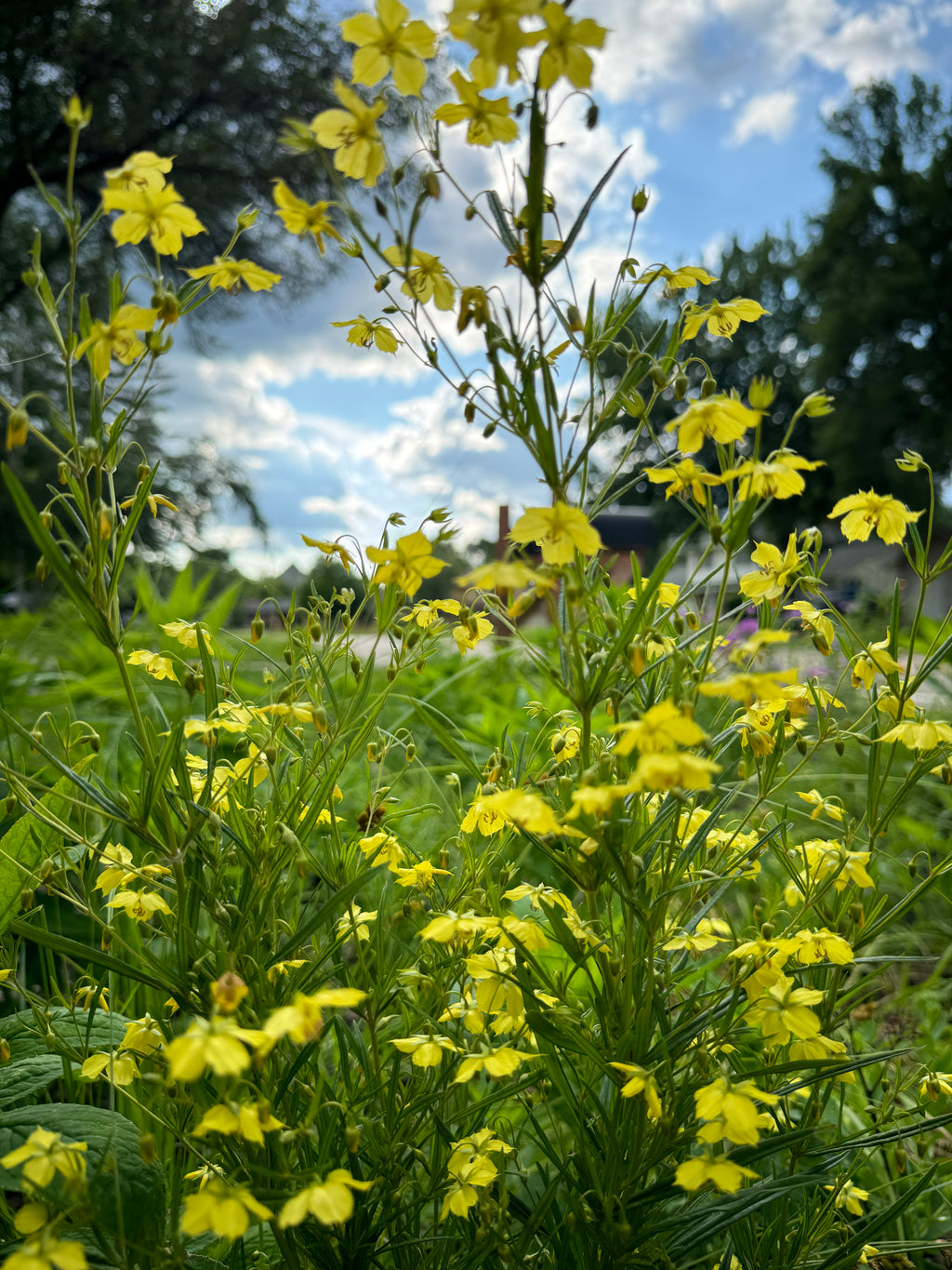 Prairie Loosestrife (Lysimachia Quadriflora)
