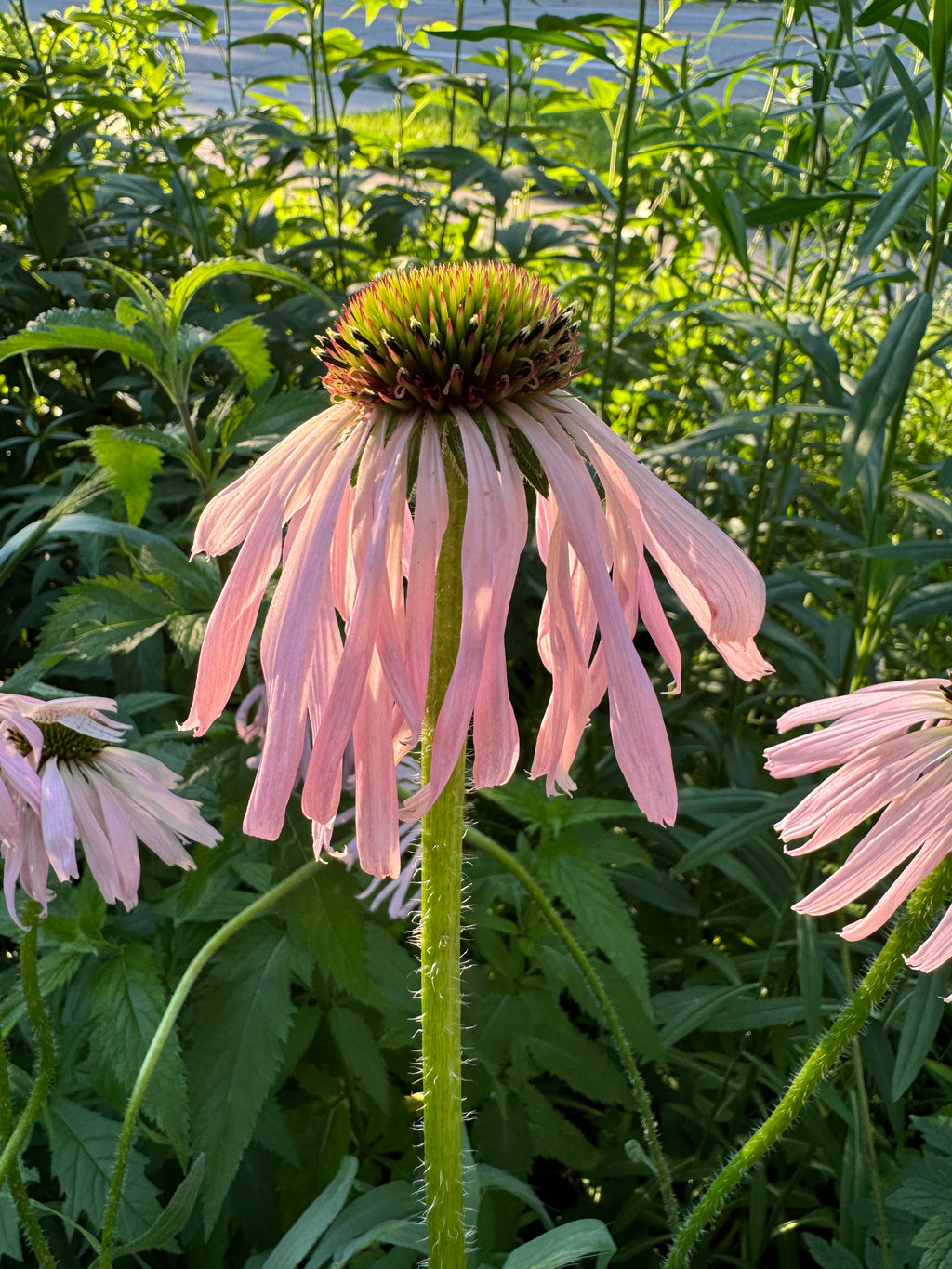 Pale Purple Coneflower (Echinacea Pallida)
