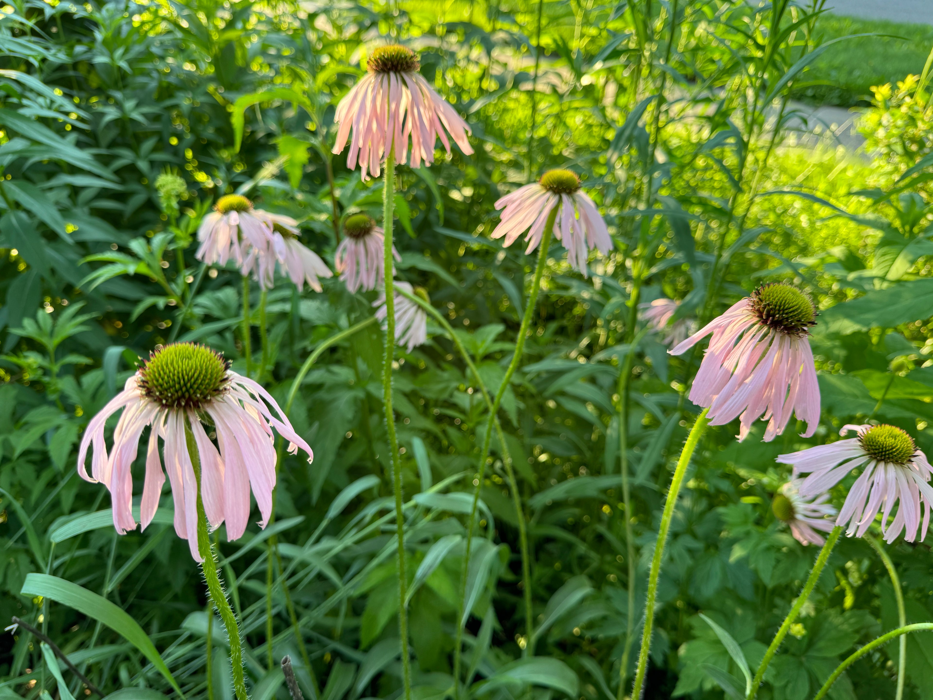Pale Purple Coneflower (Echinacea Pallida)