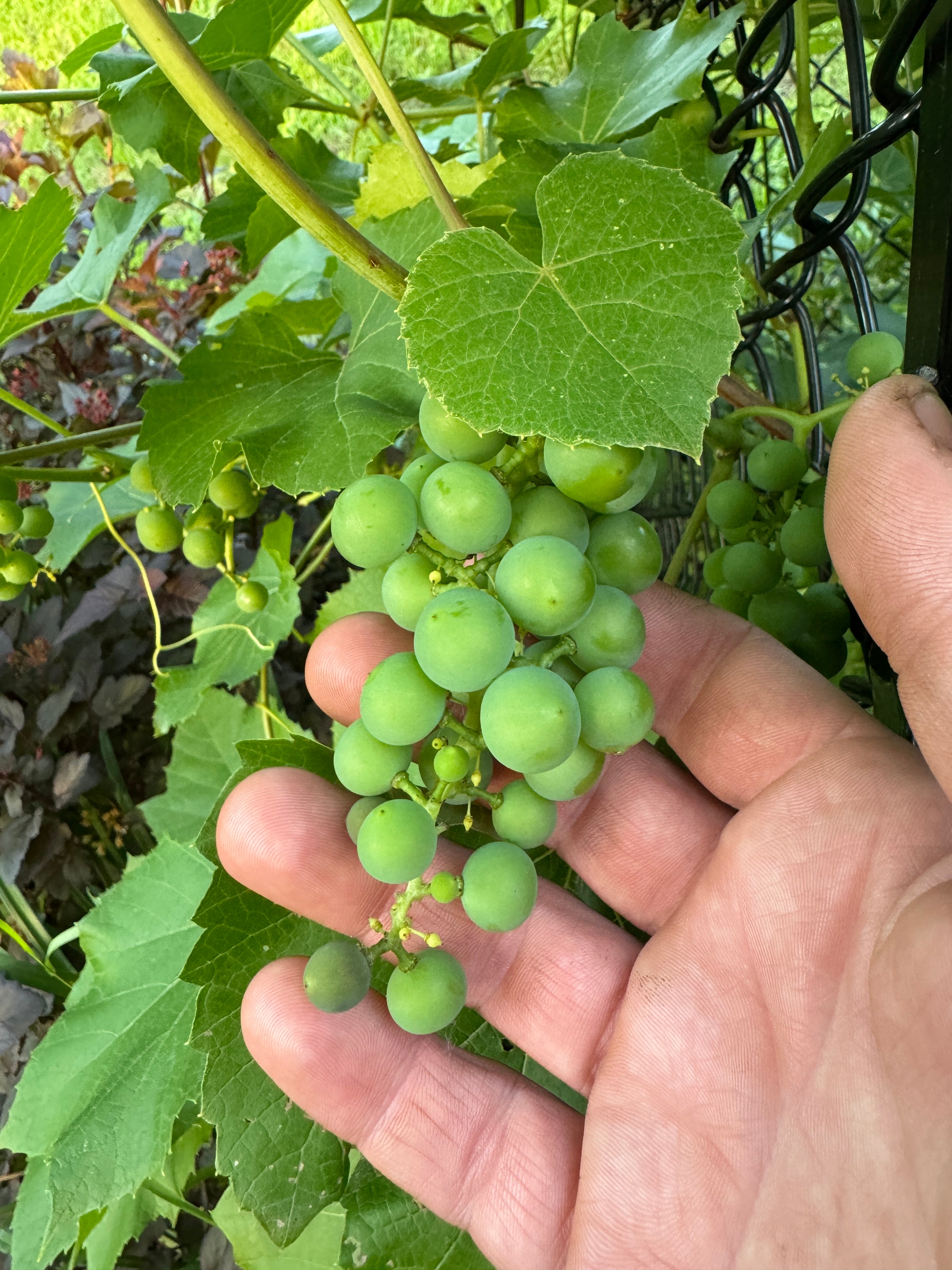 Concord Grape (Vitis Labrusca 'Concord')