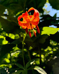 Michigan Lily (Lilium Michiganense)