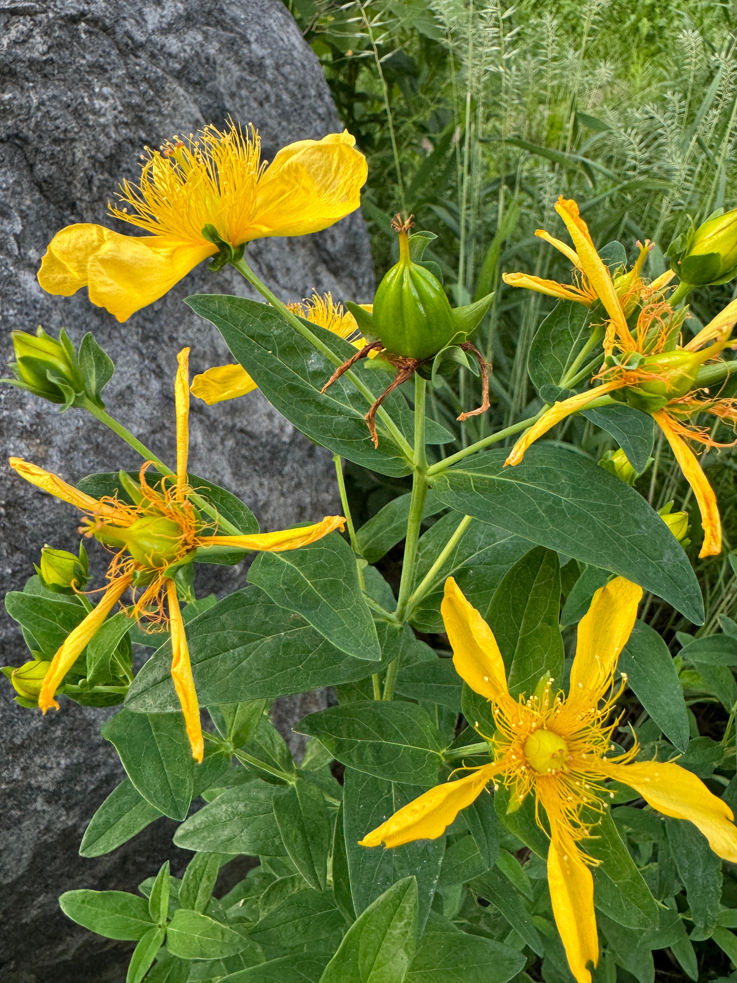 Great St. John's Wort (Hypericum Ascyron)