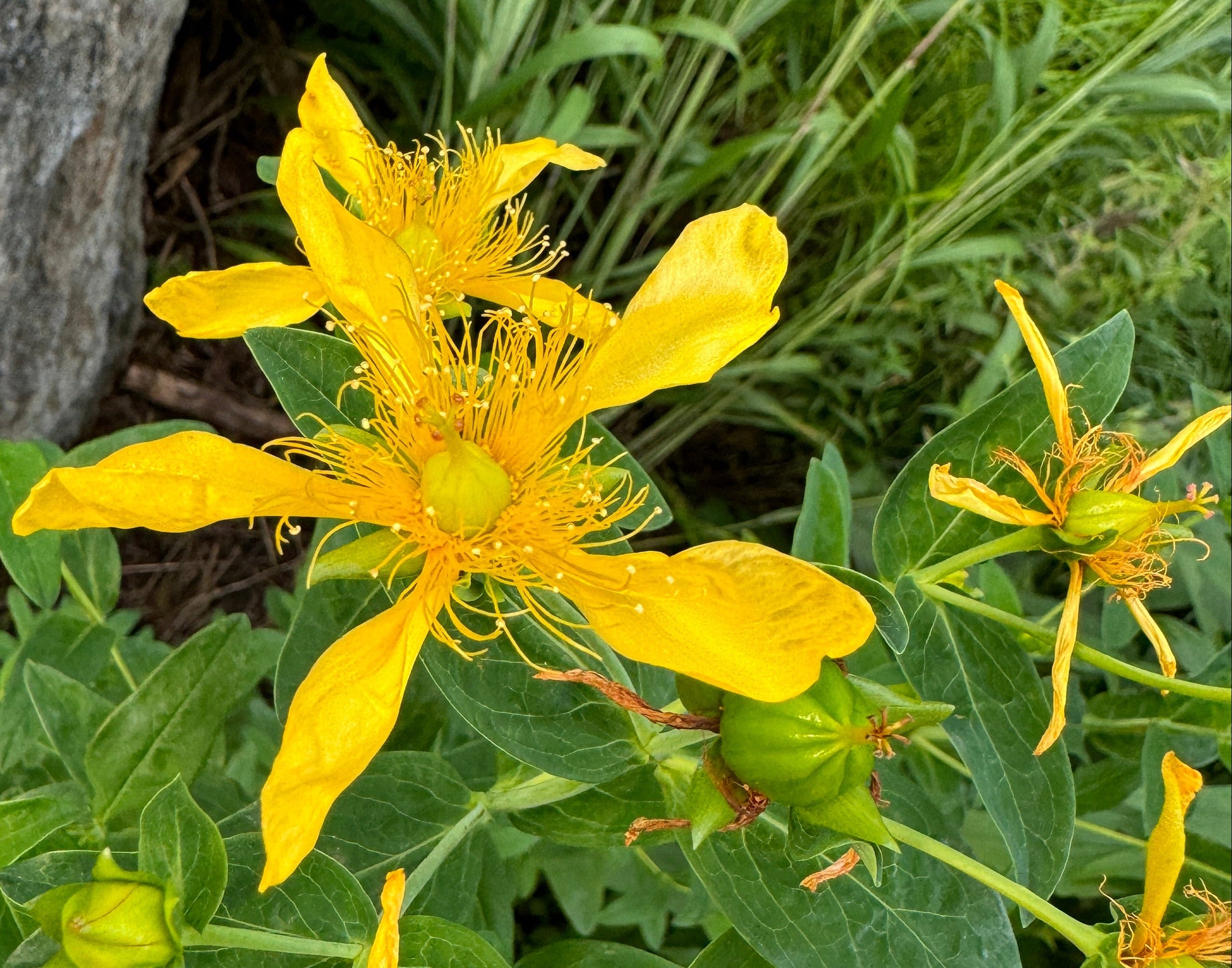 Great St. John's Wort (Hypericum Ascyron)
