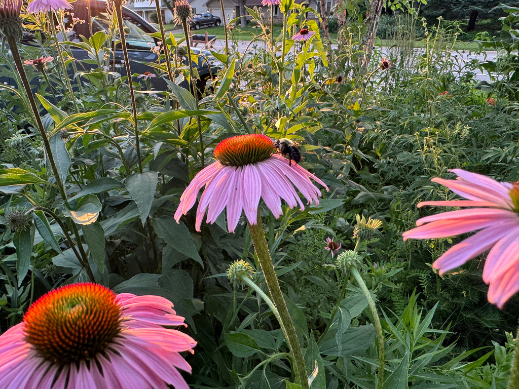 Eastern Purple Coneflower (Echinacea Purpurea)