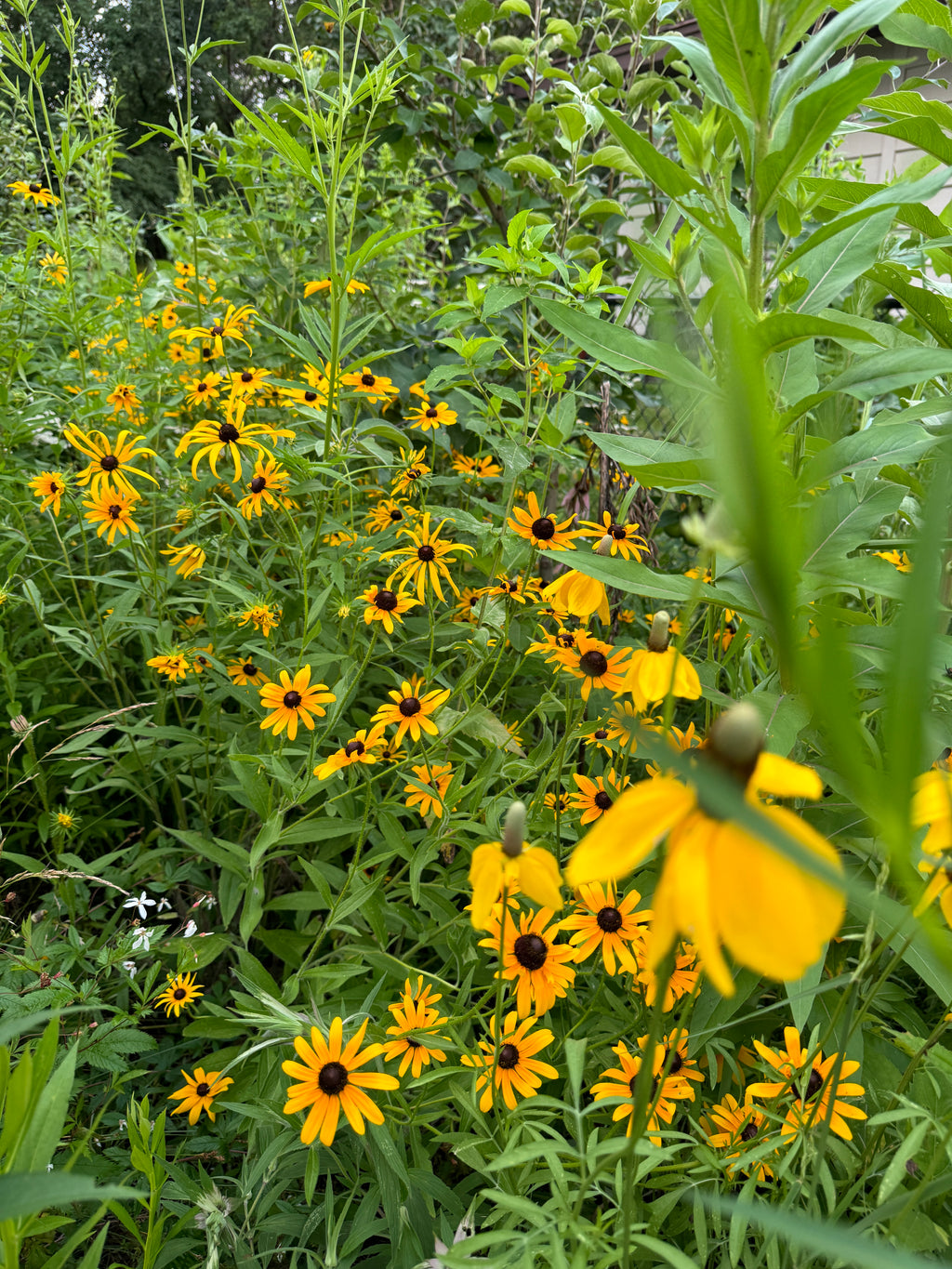 Black-eyed Susan (Rudbeckia Hirta)