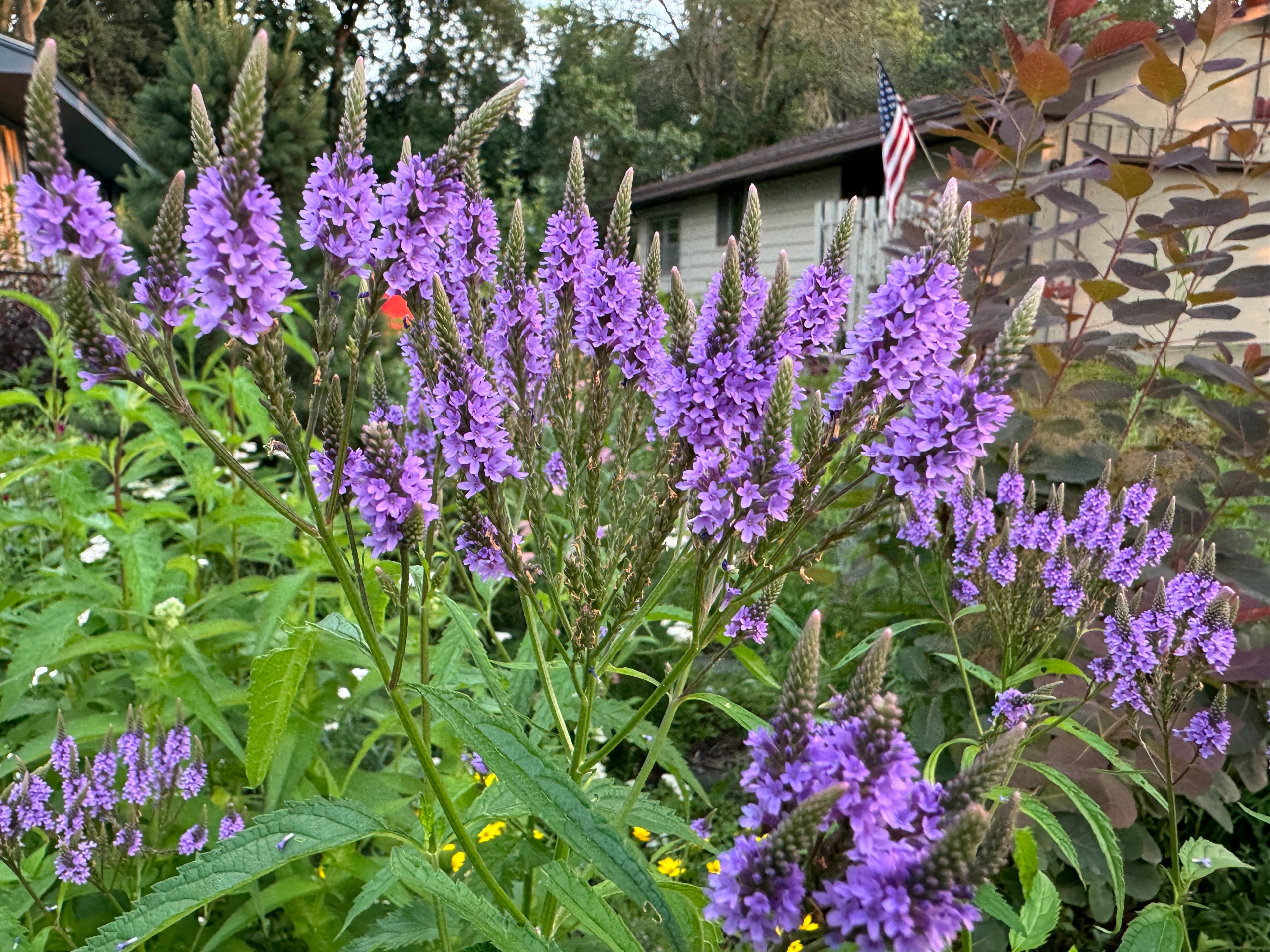 Blue Vervain (Verbena Hastata)