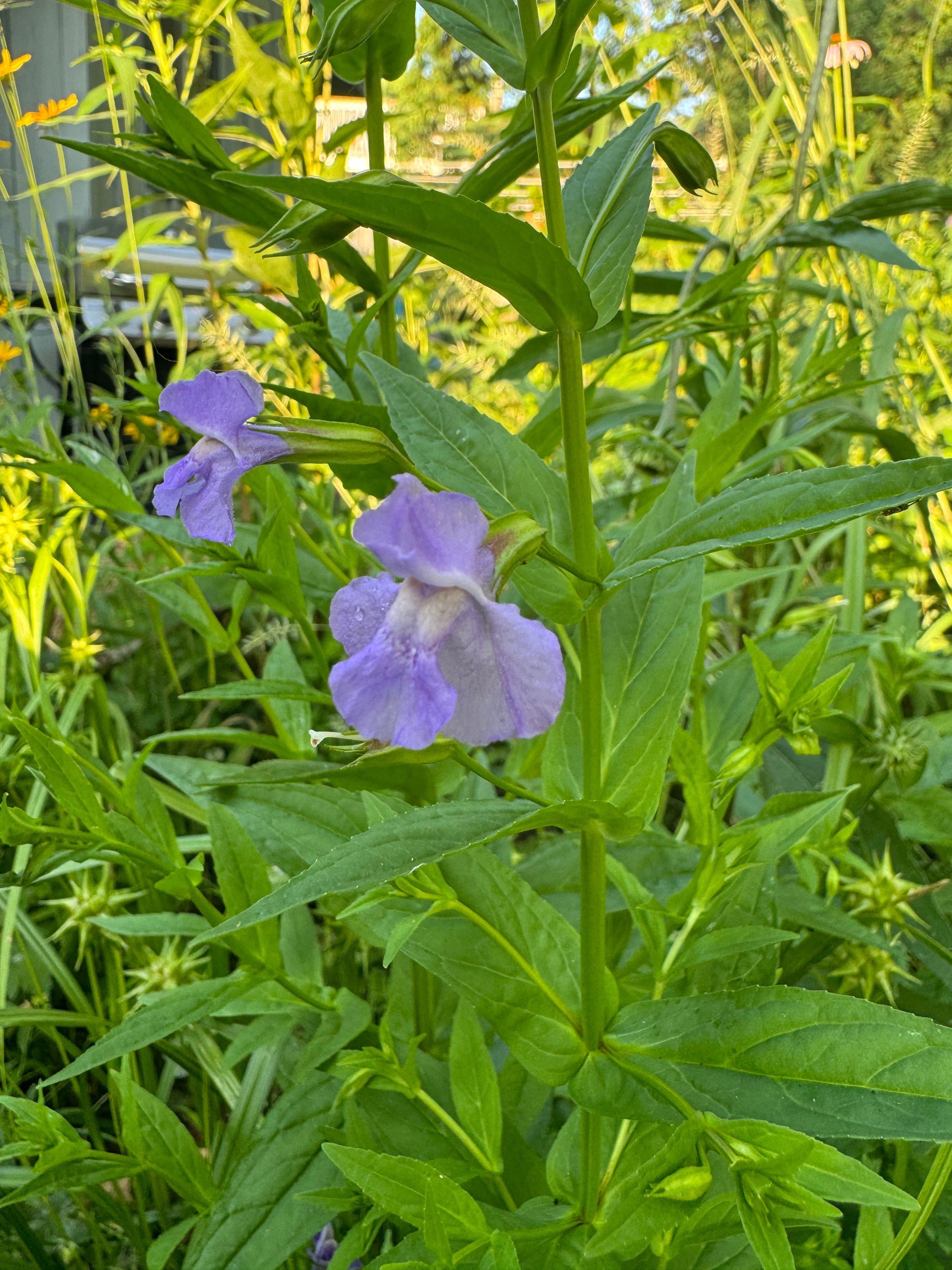Monkey Flower (Mimulus Ringens)