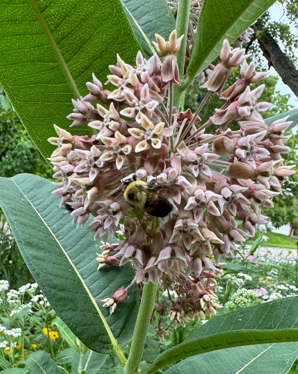 Common Milkweed (Asclepias Syriaca)