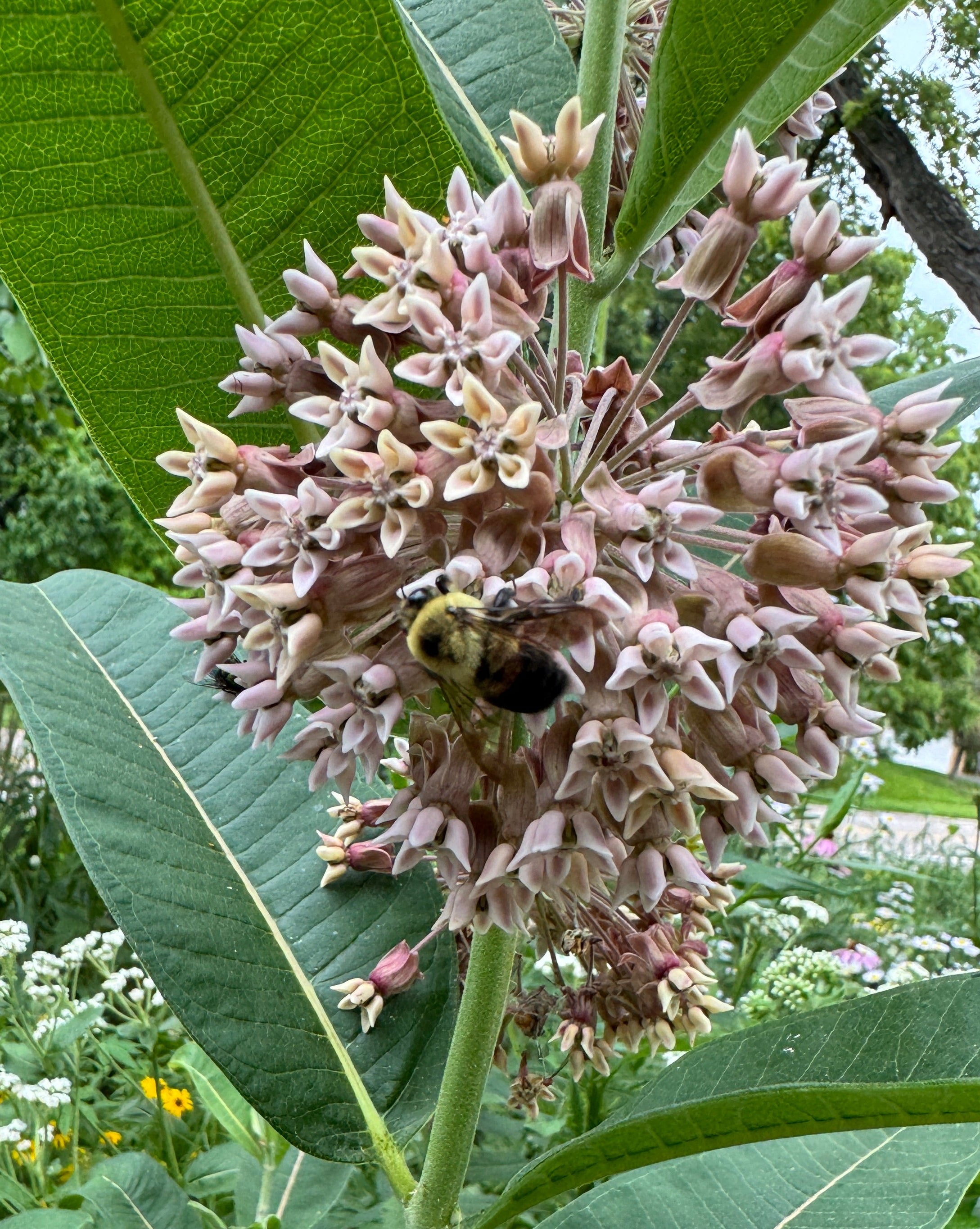 Common Milkweed (Asclepias Syriaca)