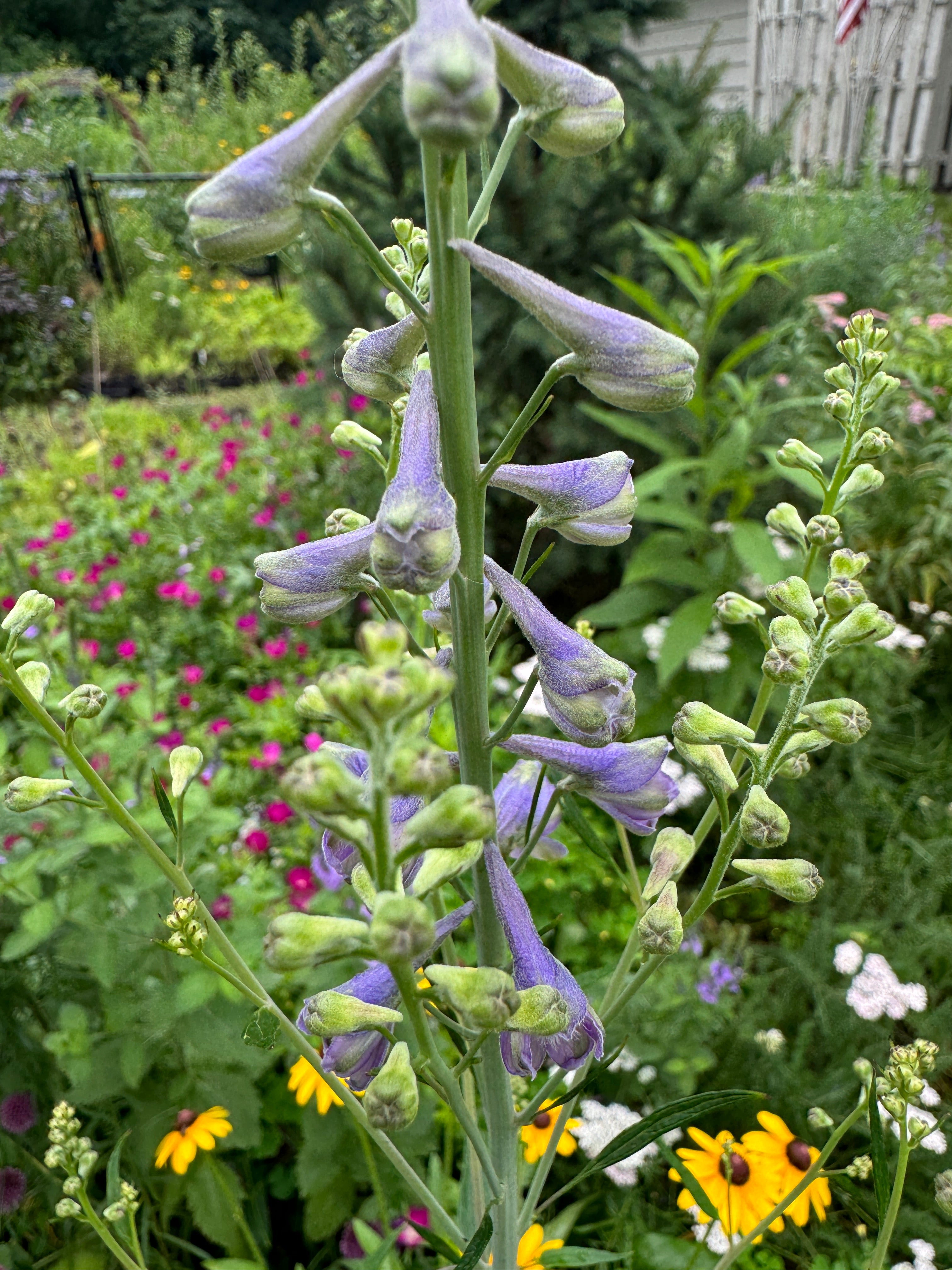 Tall Larkspur (Delphinium Exaltatum)