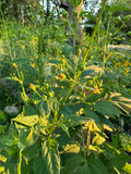 Late Figwort (Scrophularia Marilandica)