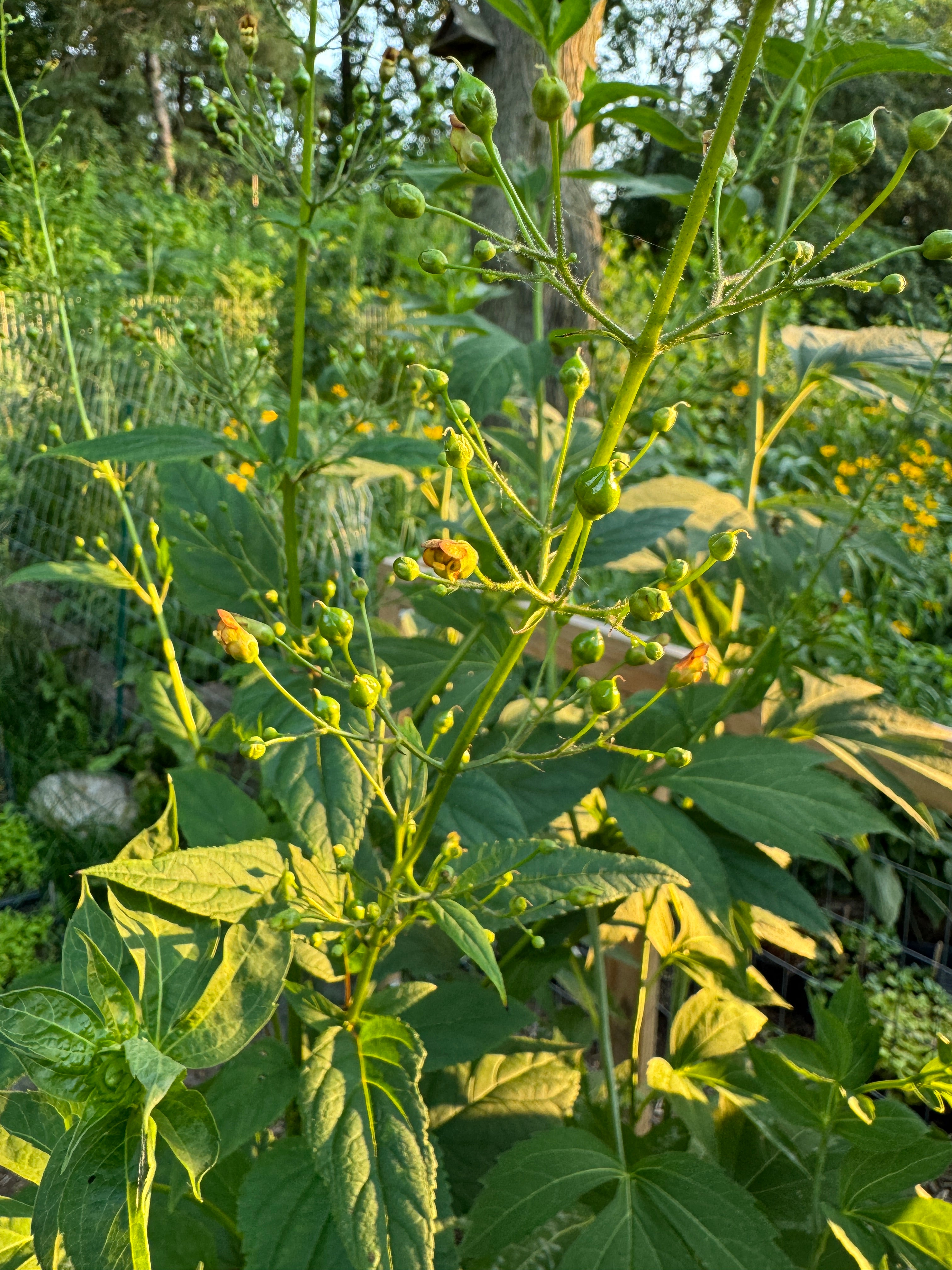 Late Figwort (Scrophularia Marilandica)