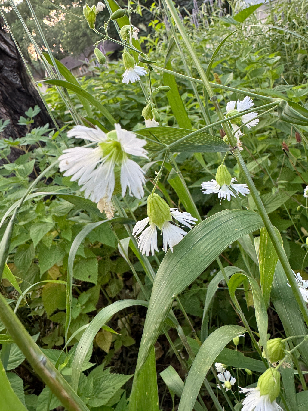 Starry Campion (Silene Stellata)
