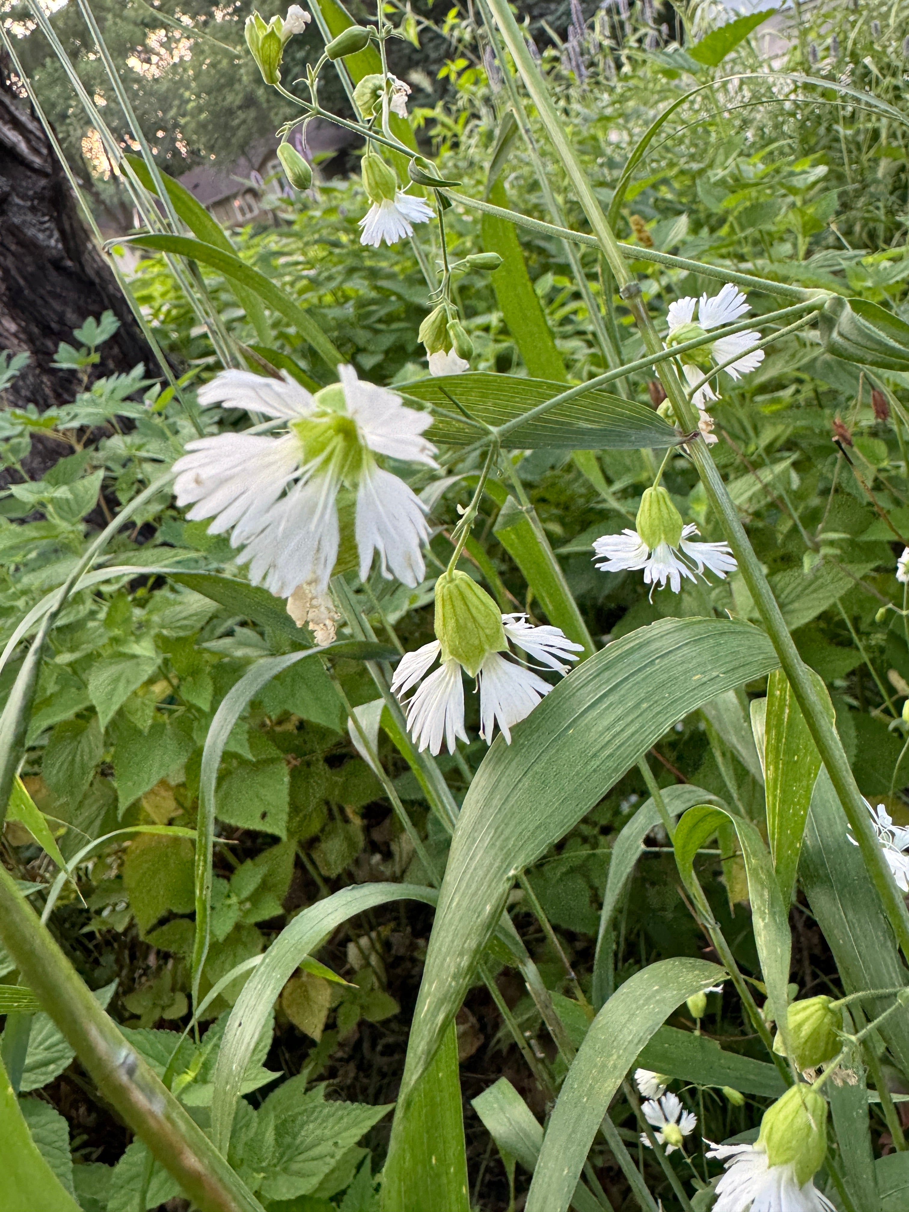 Starry Campion (Silene Stellata)
