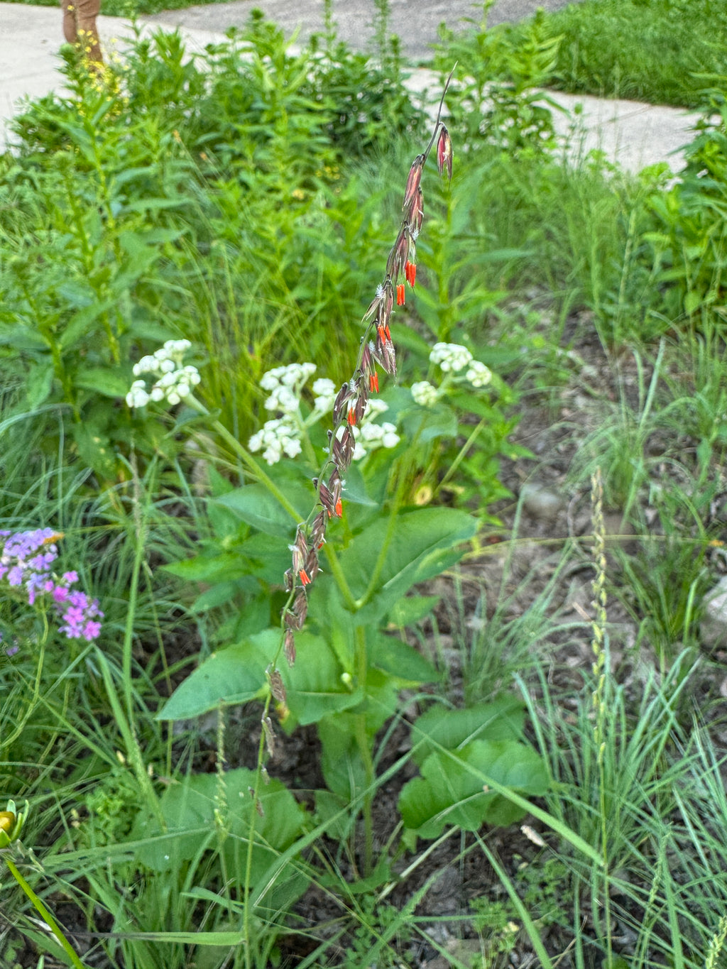 Side-Oats Grama (Bouteloua Curtipendula)