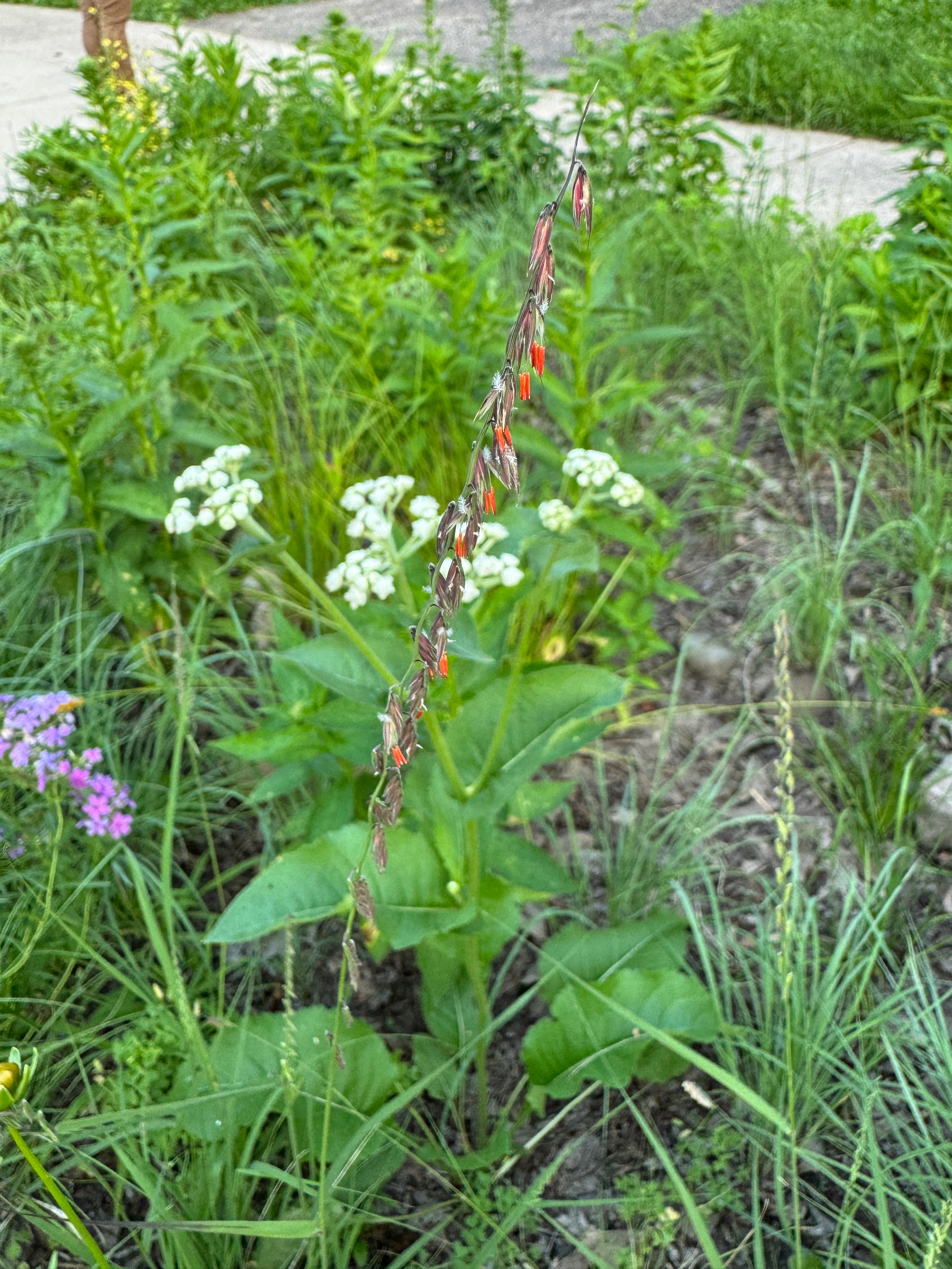 Side-Oats Grama (Bouteloua Curtipendula)