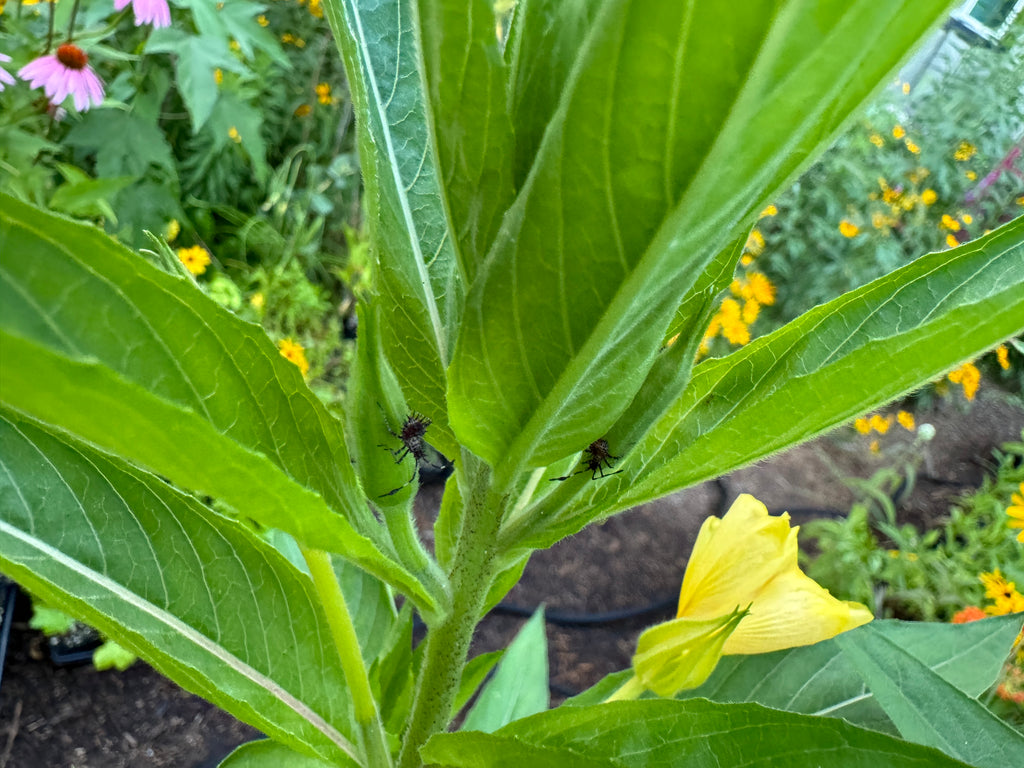 Common Evening Primrose (Oenothera Biennis)