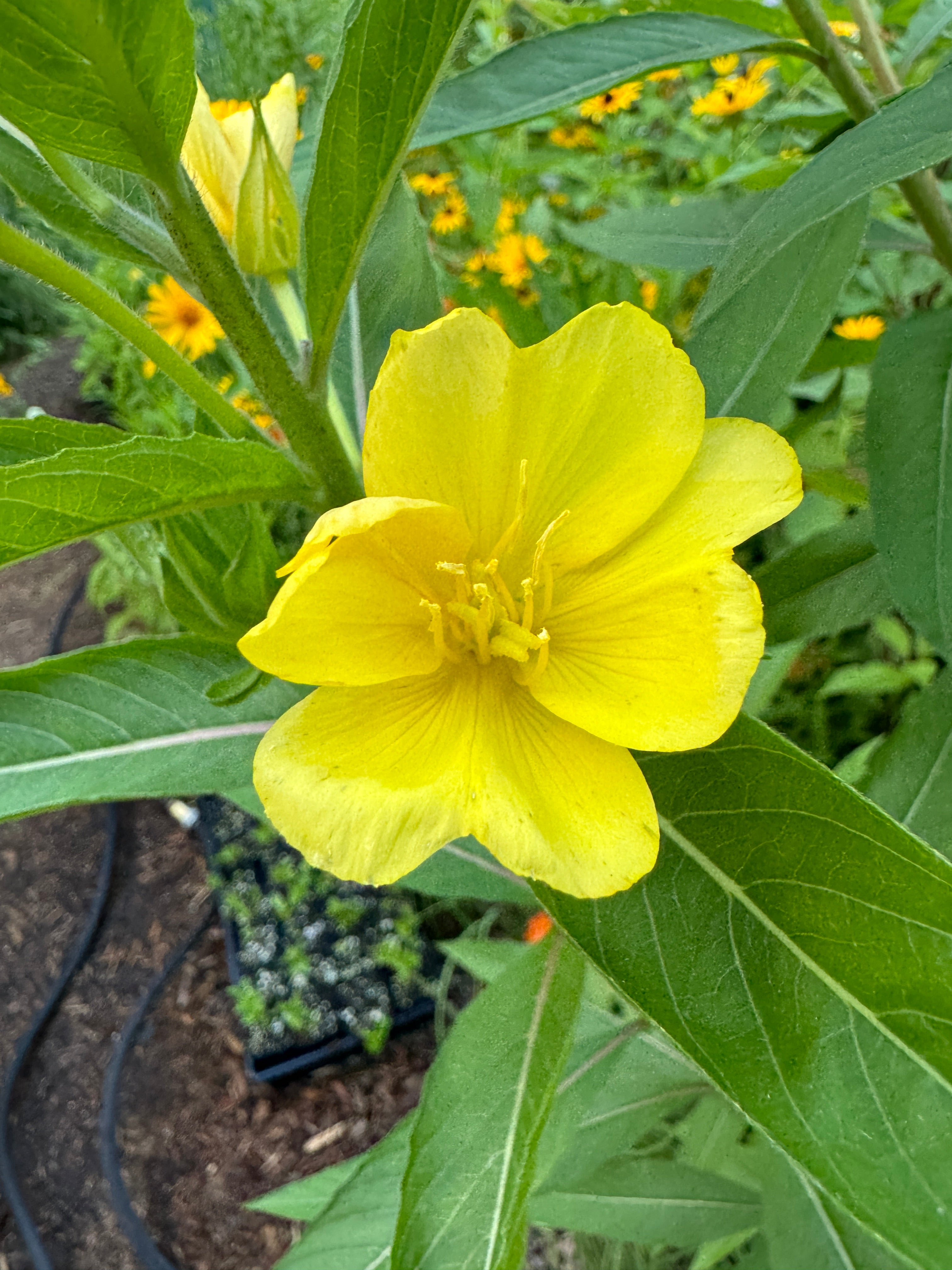 Common Evening Primrose (Oenothera Biennis)